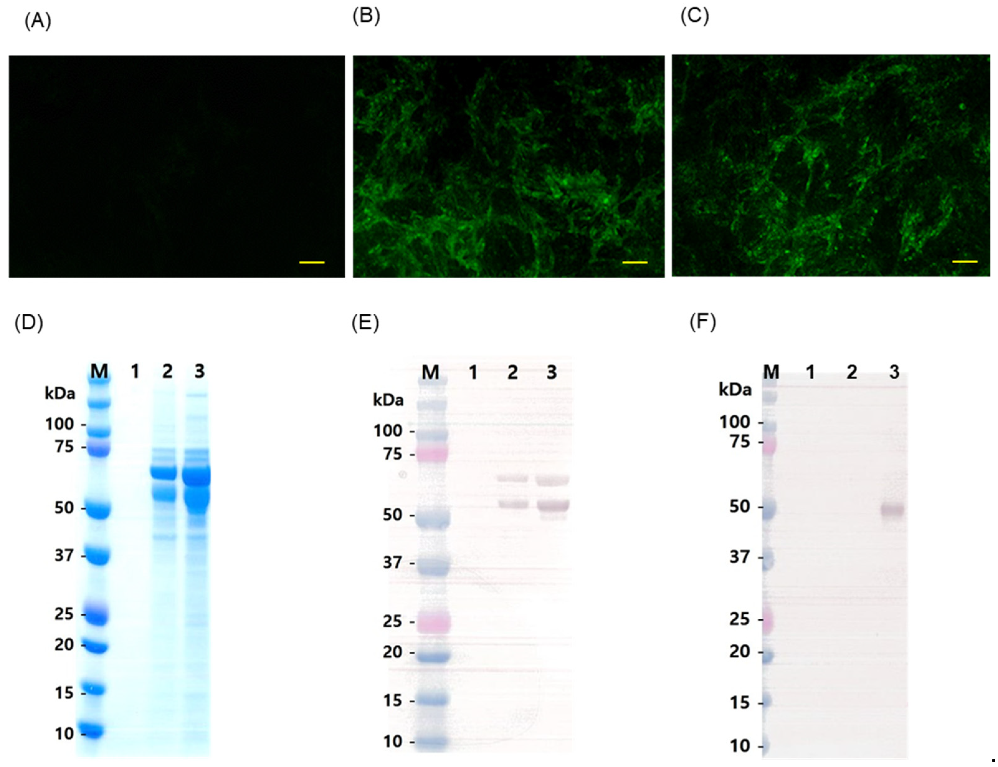 Vaccines 13 01048 g002