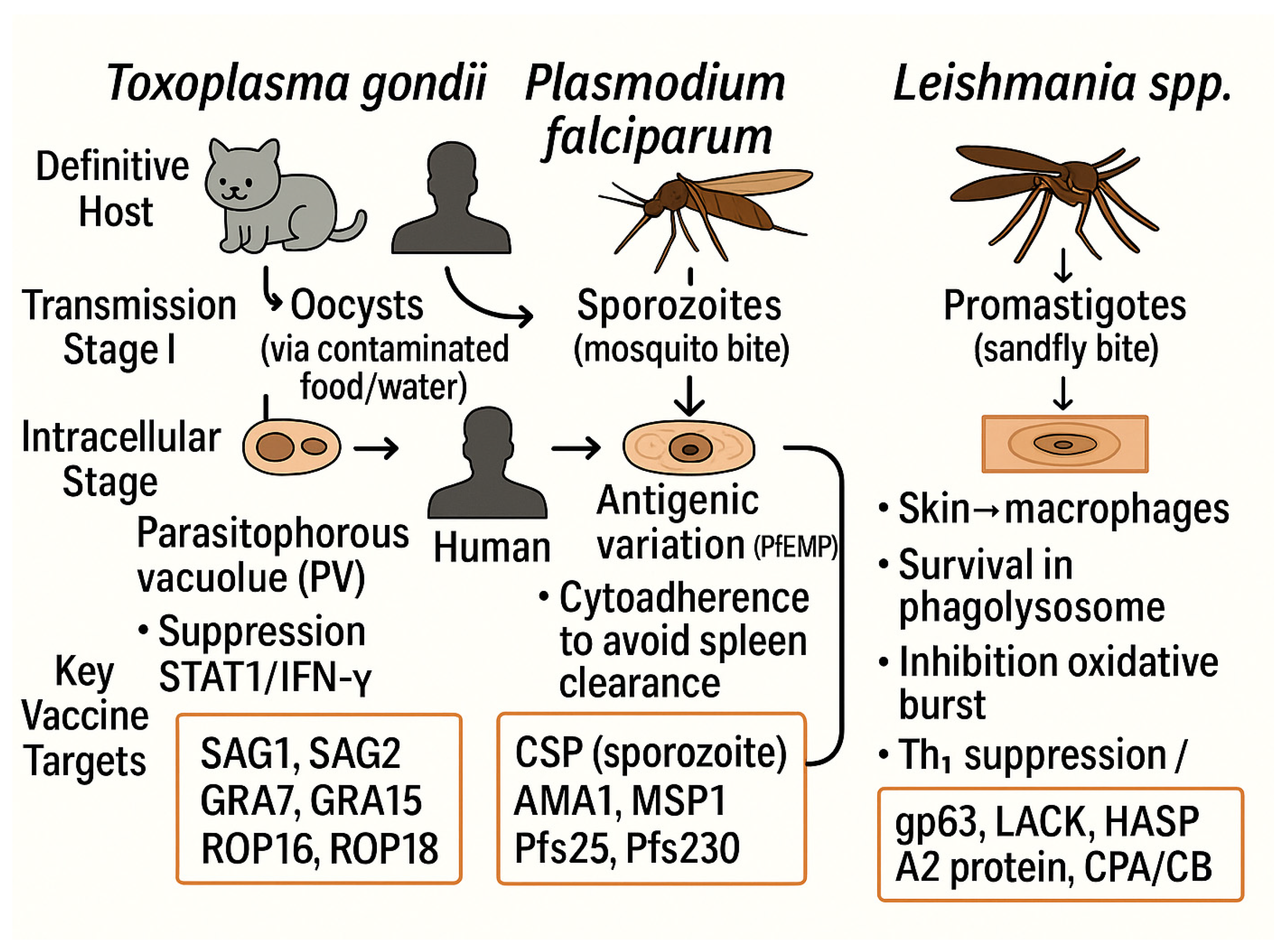 Vaccines 13 01082 sch001 Vaccines 13 01082 sch001