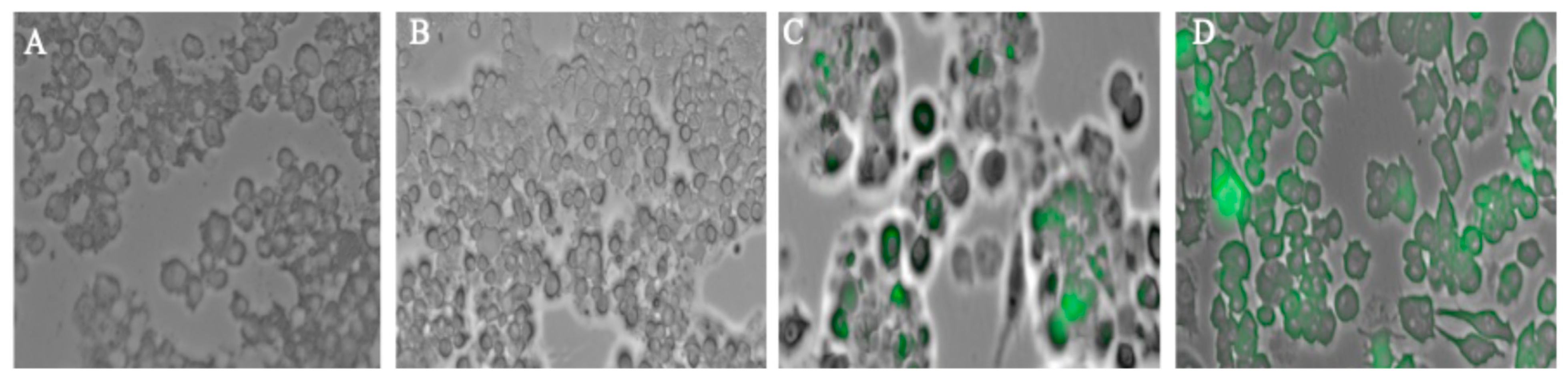 Vaccines 13 01105 g001 Vaccines 13 01105 g001