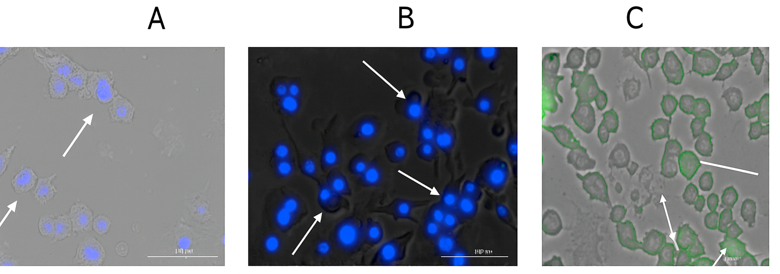 Vaccines 13 01232 g005 Vaccines 13 01232 g005