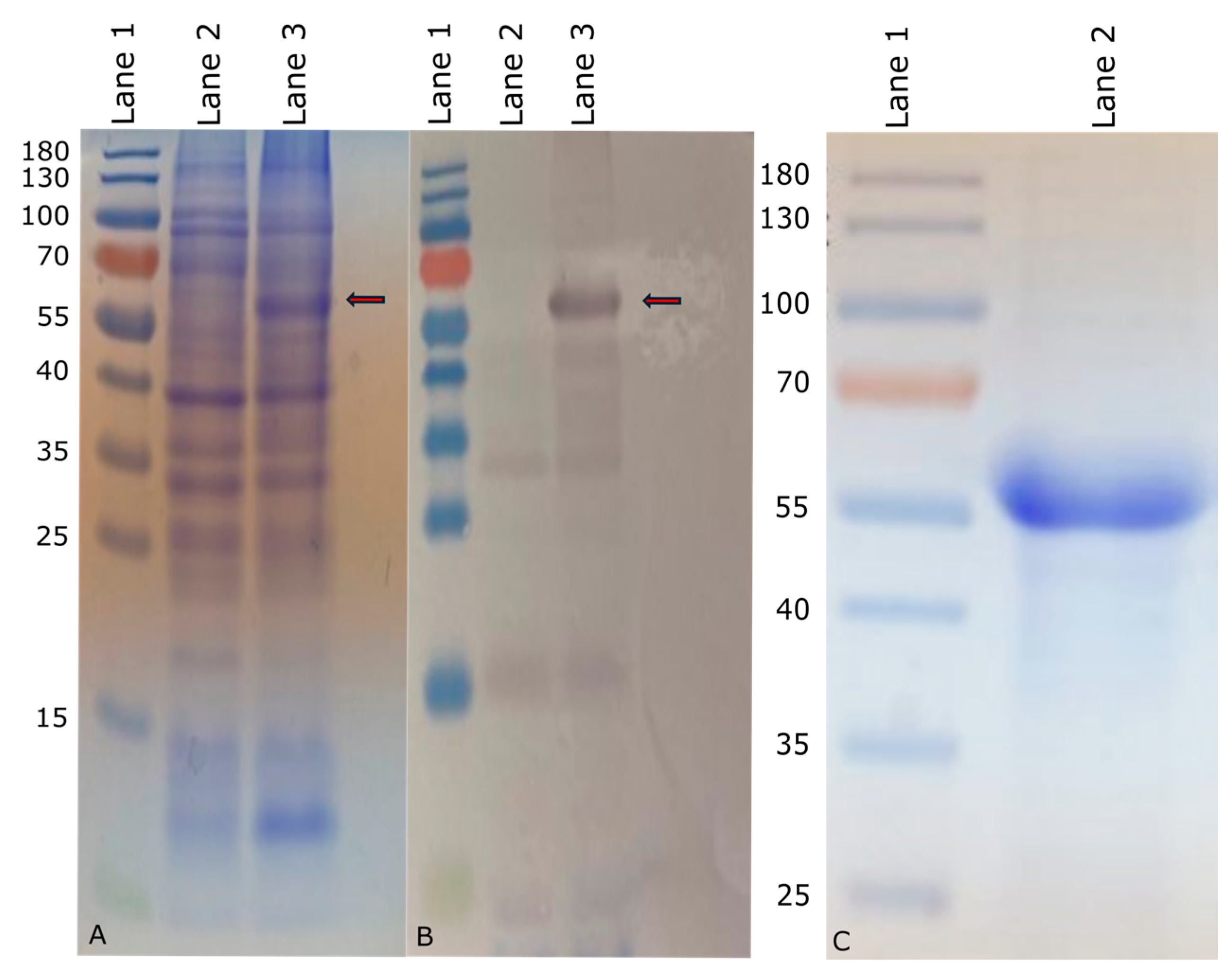 Vaccines 14 00068 g001