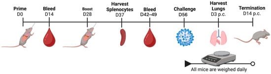 Study regimen. Influenza-naïve mice (A) were intranasally vaccinated (n = 15/group) on days 0 and 28, and bled on days 14, 42, and 49. Spleens were collected on day 37. Mice were then challenged on day 56 with BR/18 H1N1 influenza virus or the mouse-adapted SW/13 H3N2 influenza virus. Lungs were collected 3 days post-infection. Daily weights and clinical signs were recorded following either infection.
