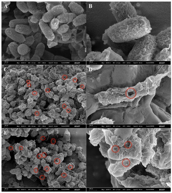 Morphological examination of V. harveyi and BGs by scanning electron microscopy. (A,B) Untreated VH cells. (C,D) VHGNaOH treated cells. (E,F) VHGNP-40/NaOH treated cells. The scale bar is indicated in the images. The obvious pores on the surface of the bacteria have been marked.
