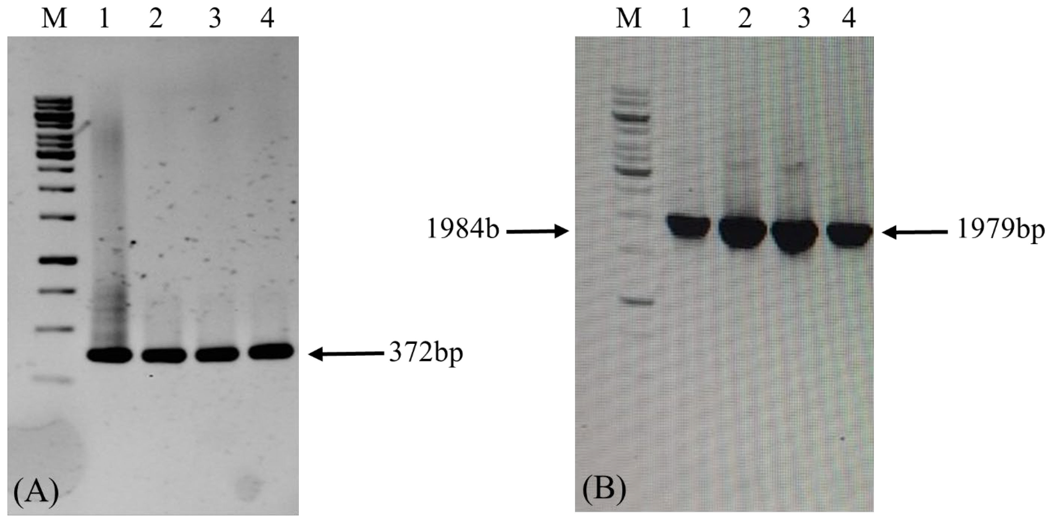 Vaccines 14 00261 g005