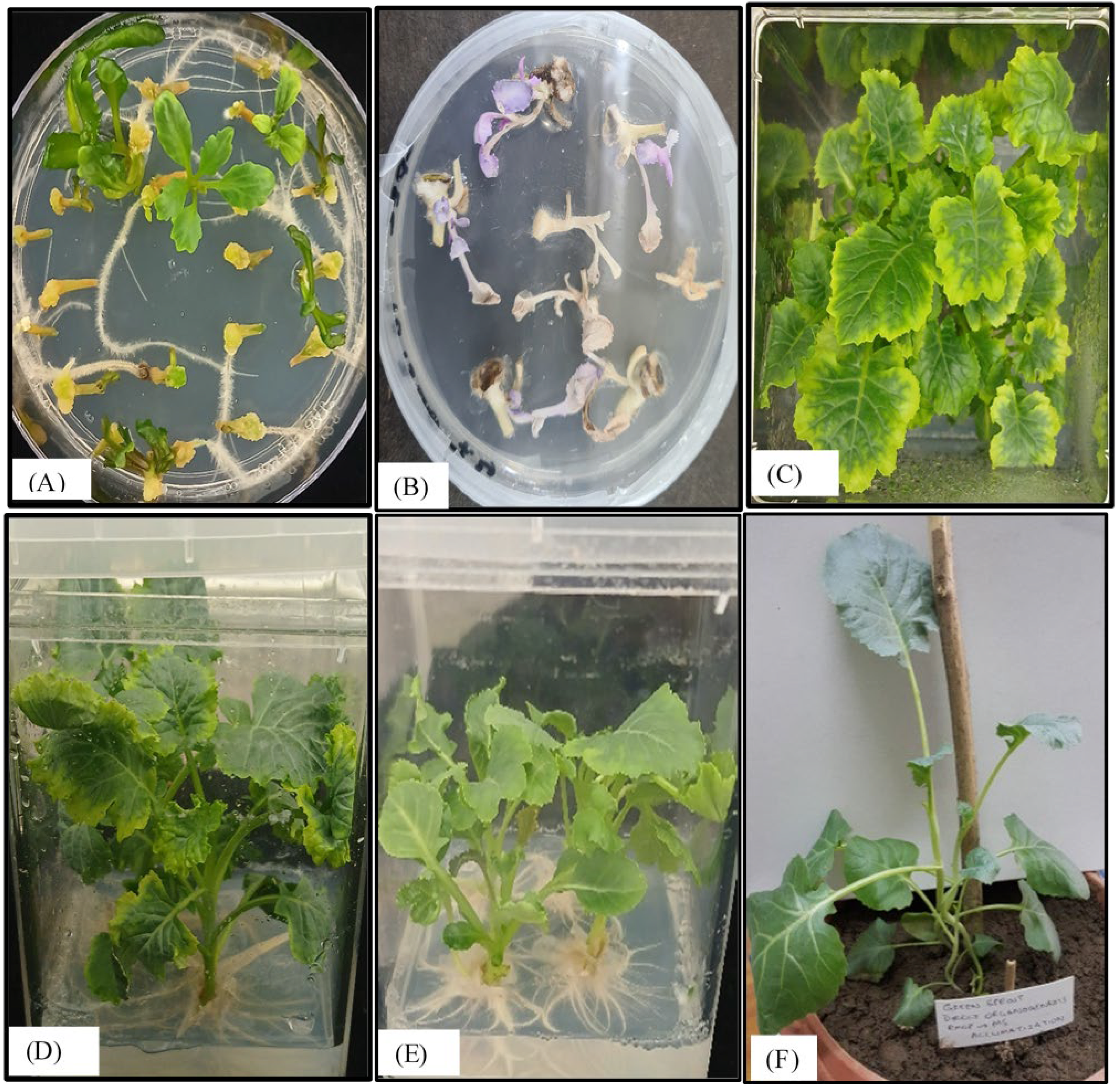 Vaccines 14 00261 g006