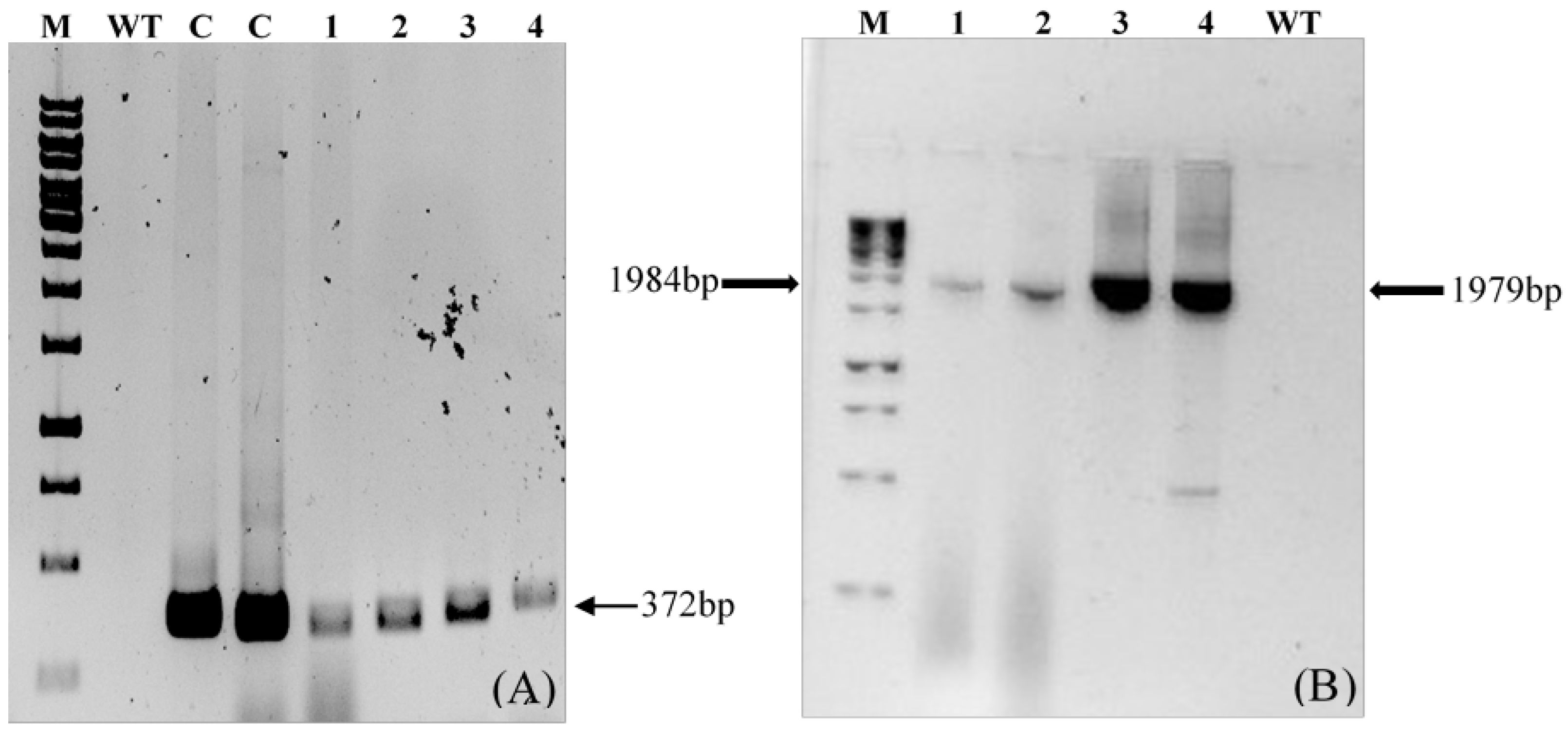 Vaccines 14 00261 g007
