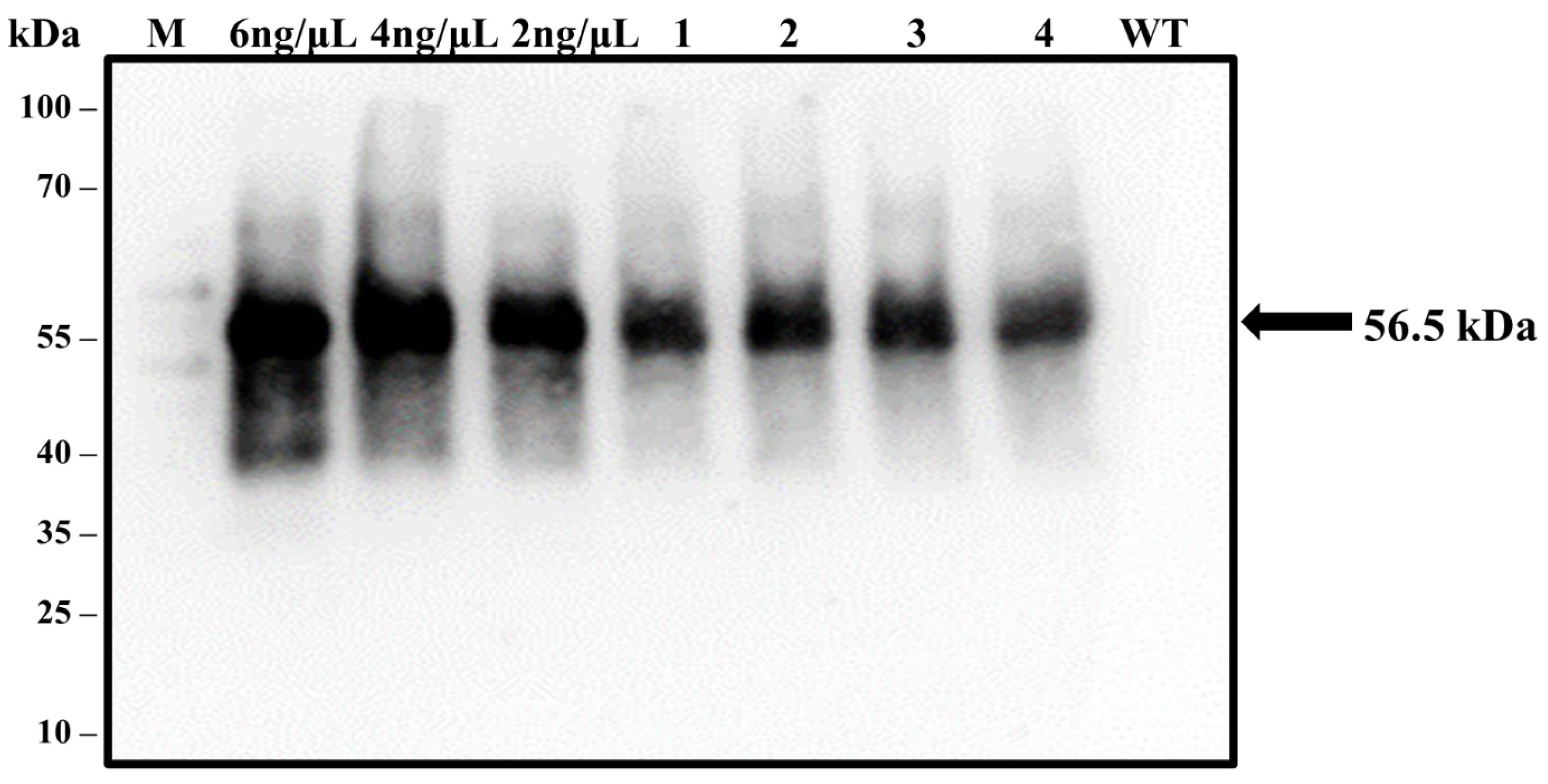 Vaccines 14 00261 g008