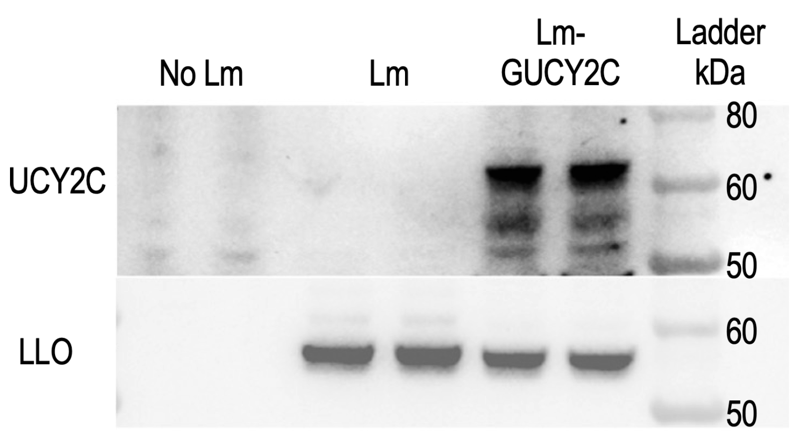 Vaccines 14 00461 g002
