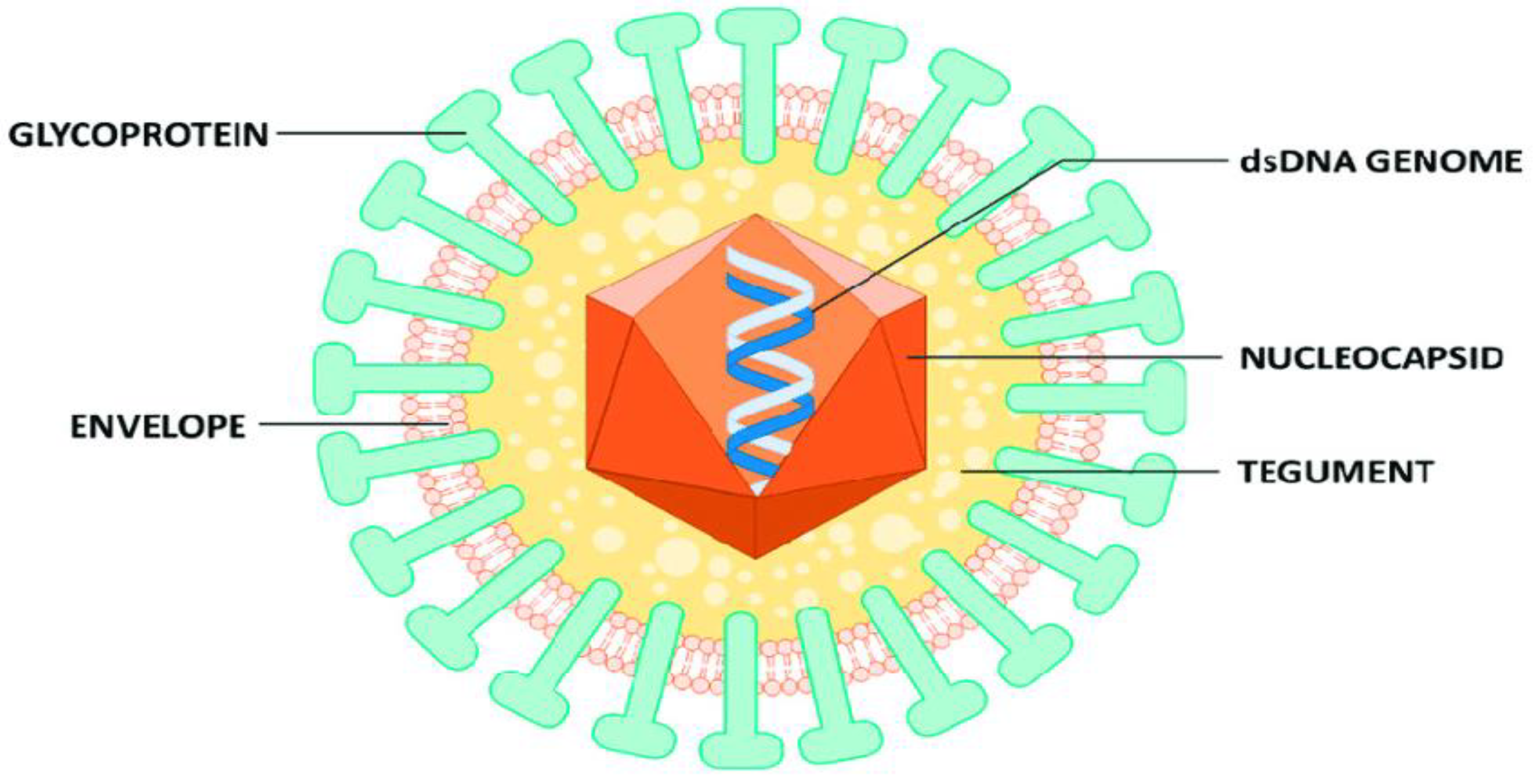 Venereology 02 00014 g001