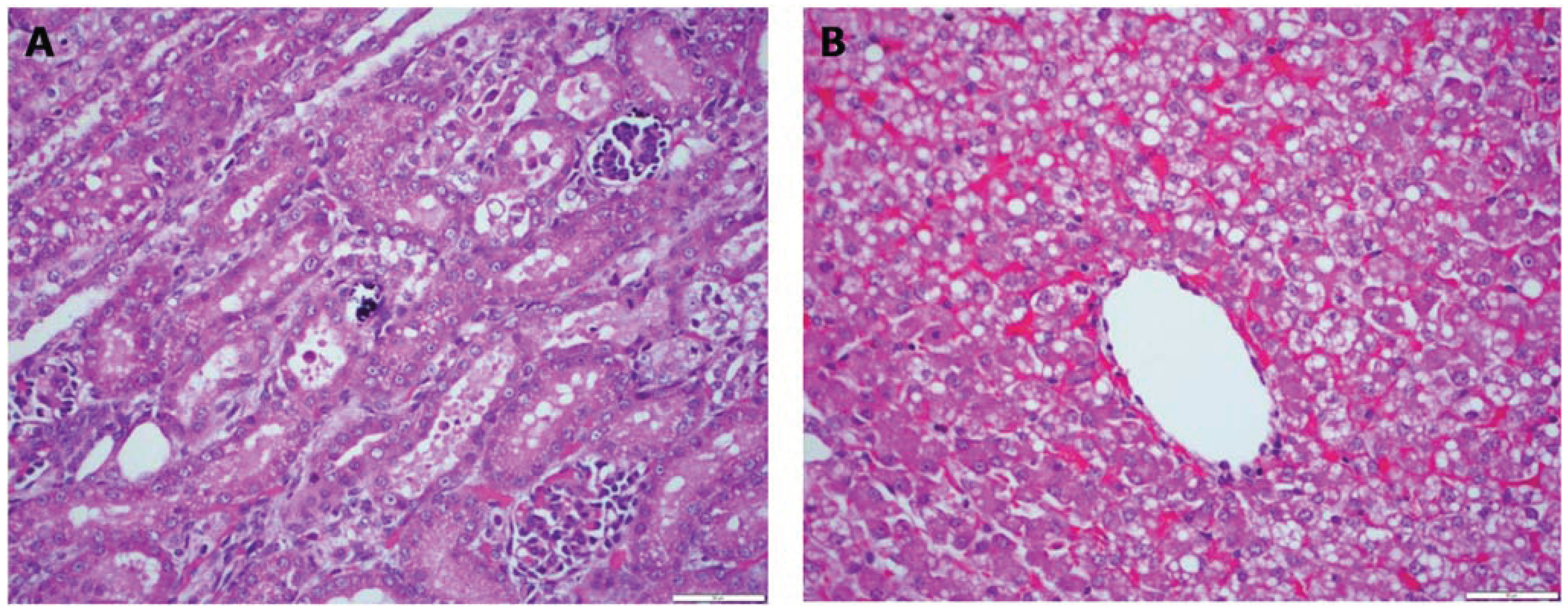Vetsci 01 00150 g001