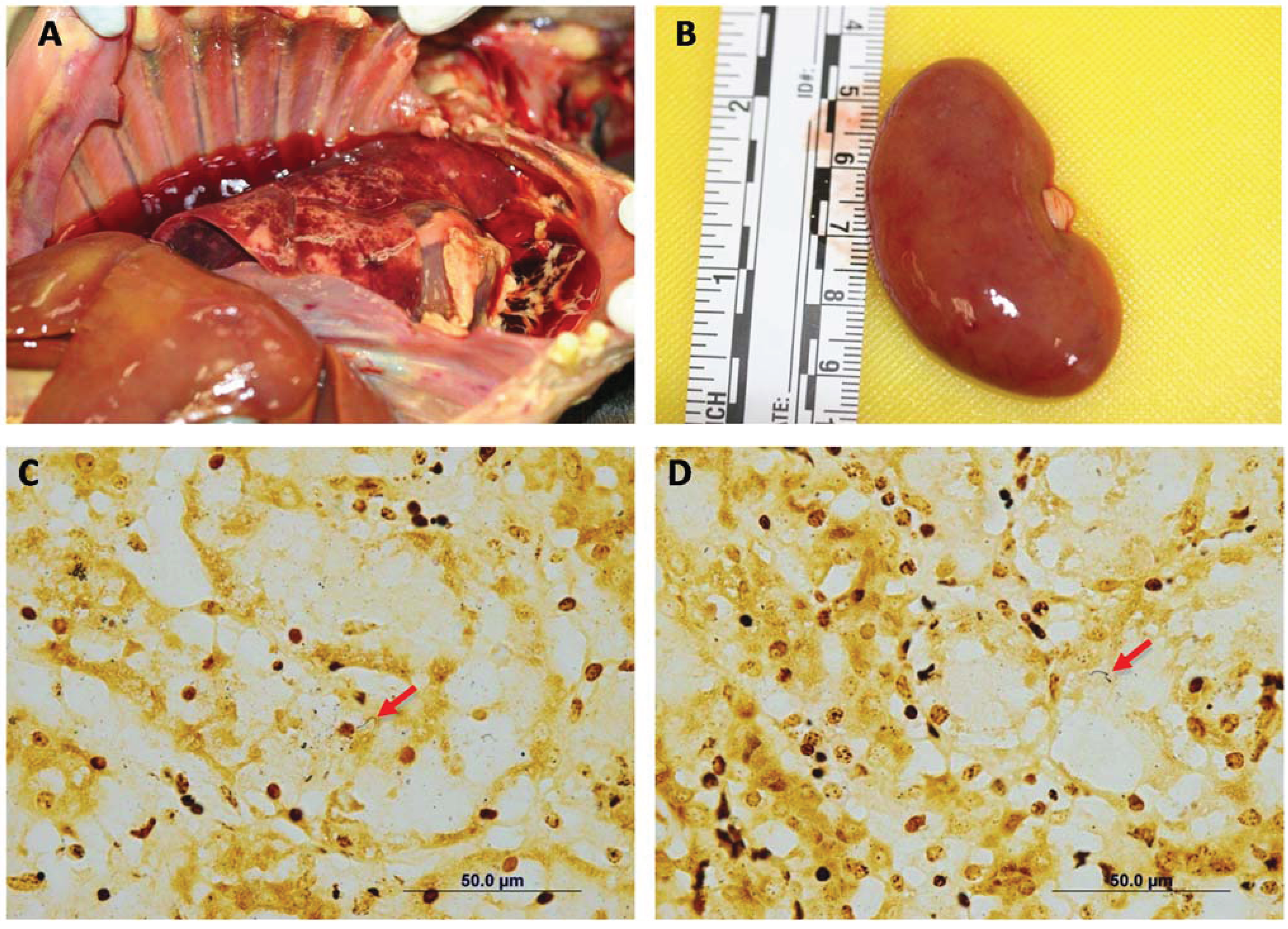 Vetsci 01 00150 g002