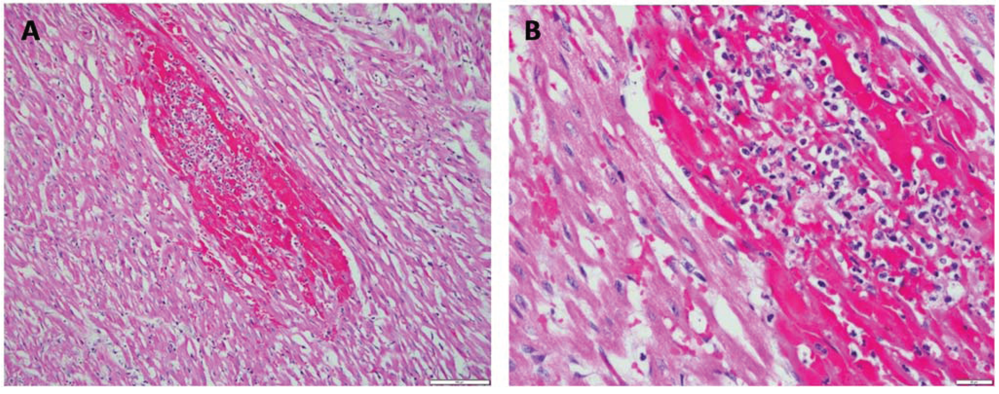 Vetsci 01 00150 g003