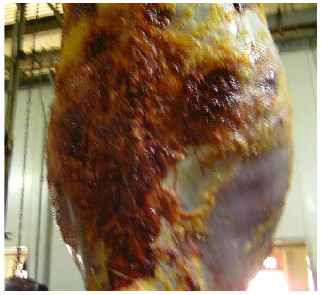 Vetsci 01 00174 g006 1024