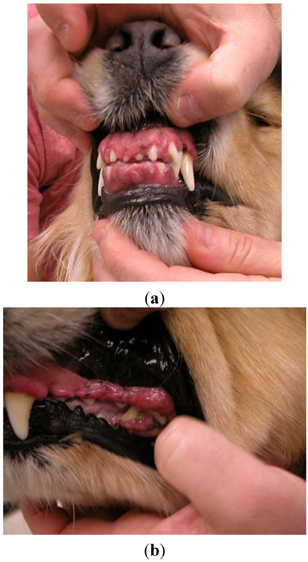 Vetsci 02 00013 g001 1024