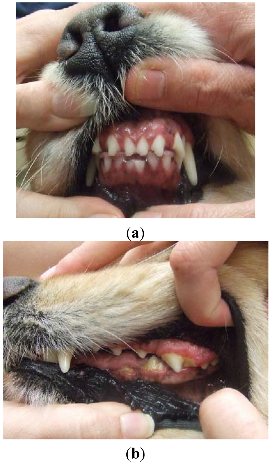 Vetsci 02 00013 g002 1024