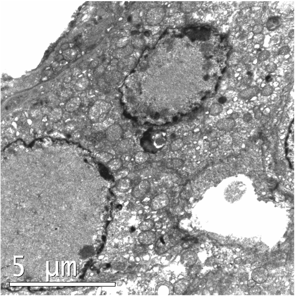 Vetsci 02 00084 g002 1024