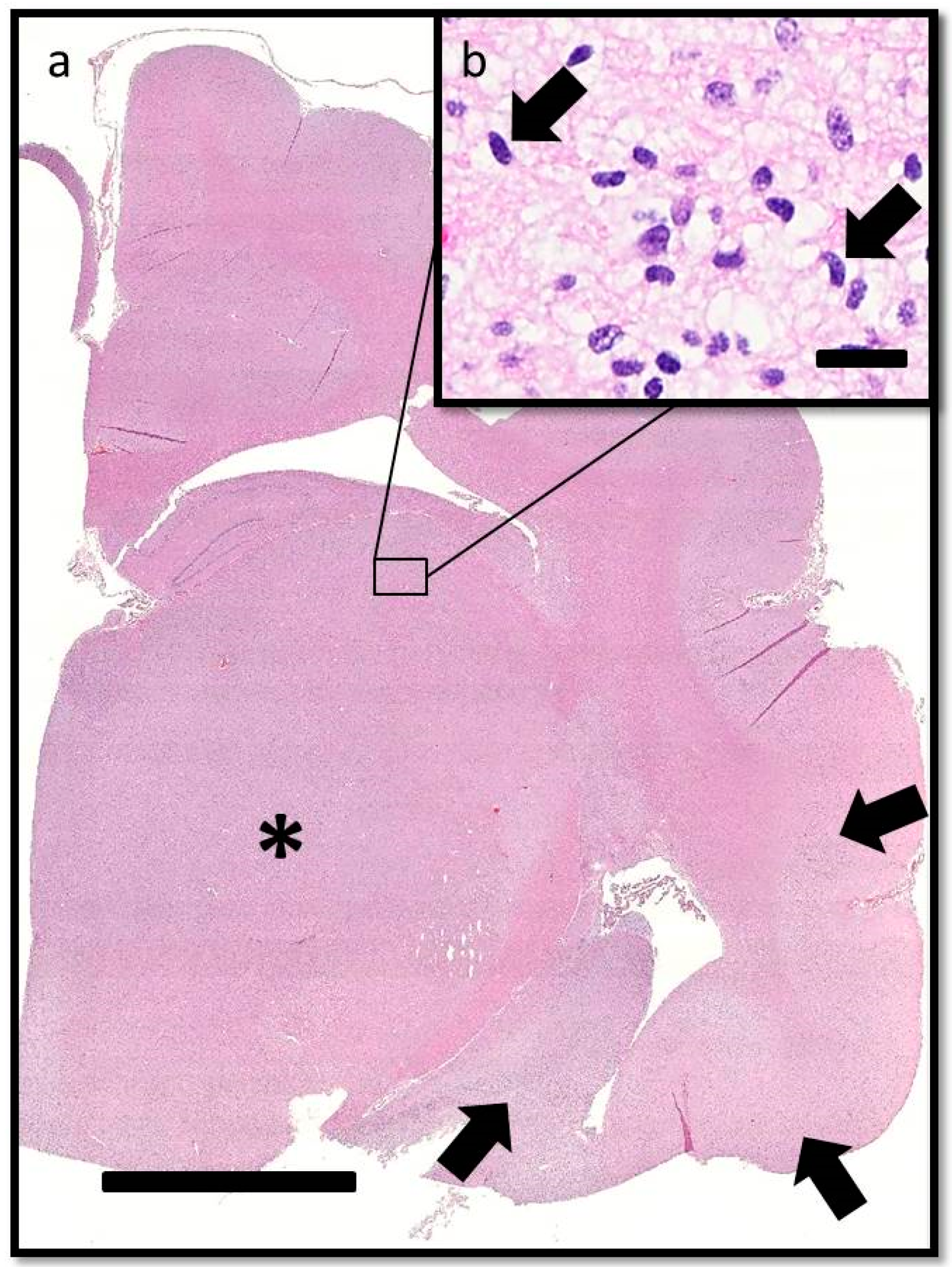 Vetsci 03 00013 g004