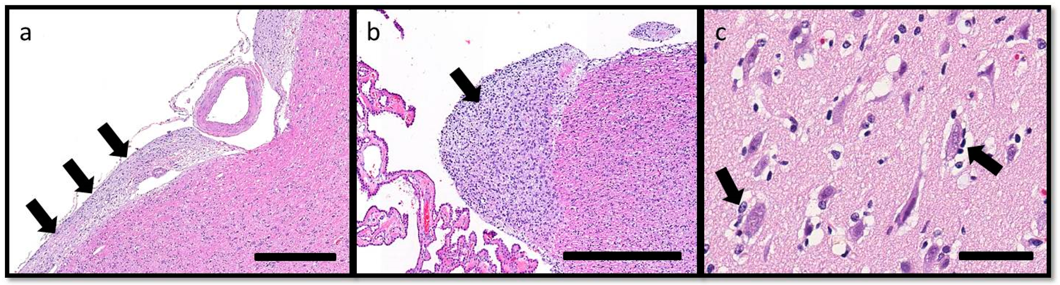 Vetsci 03 00013 g005