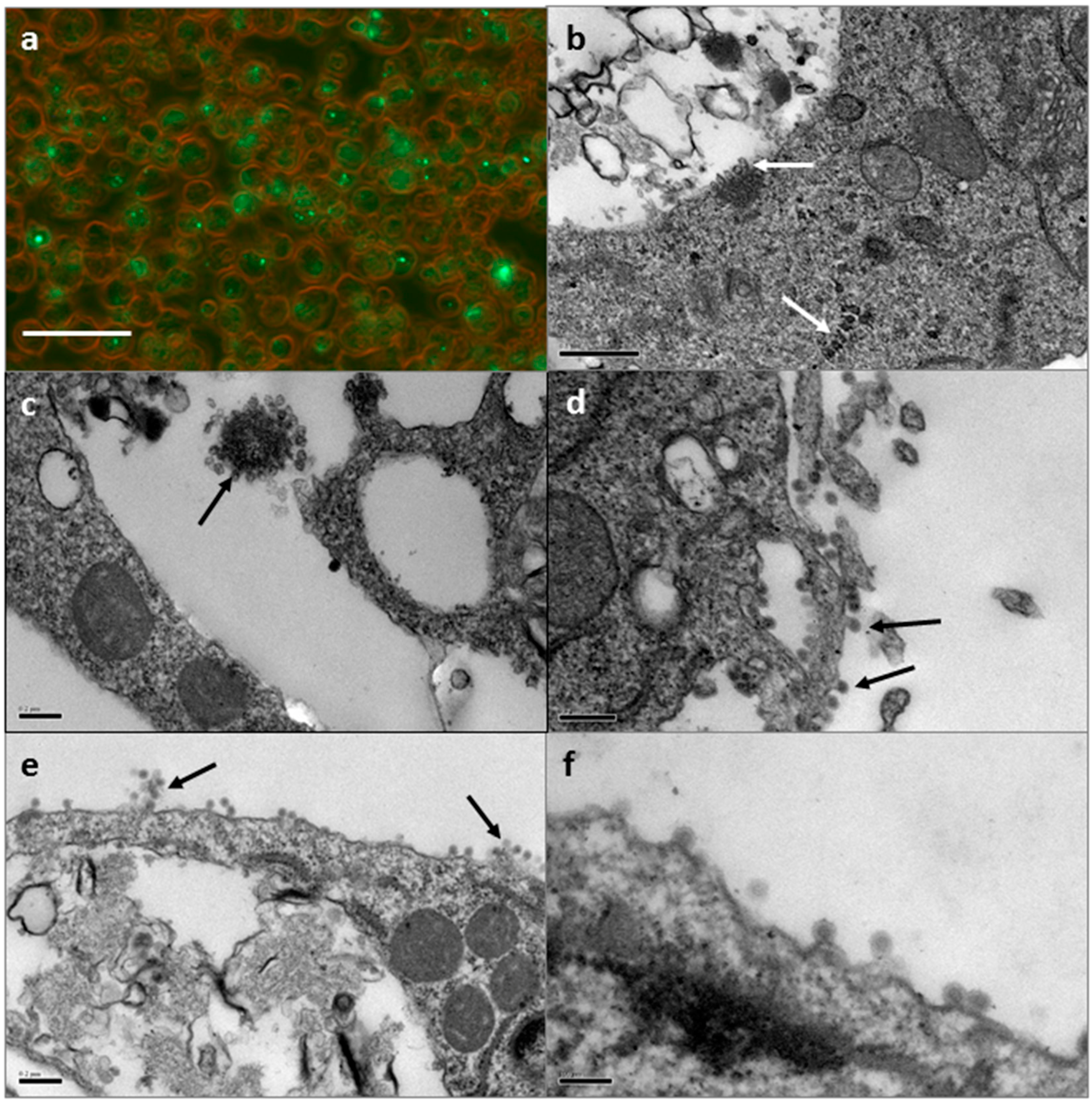 Vetsci 03 00028 g001