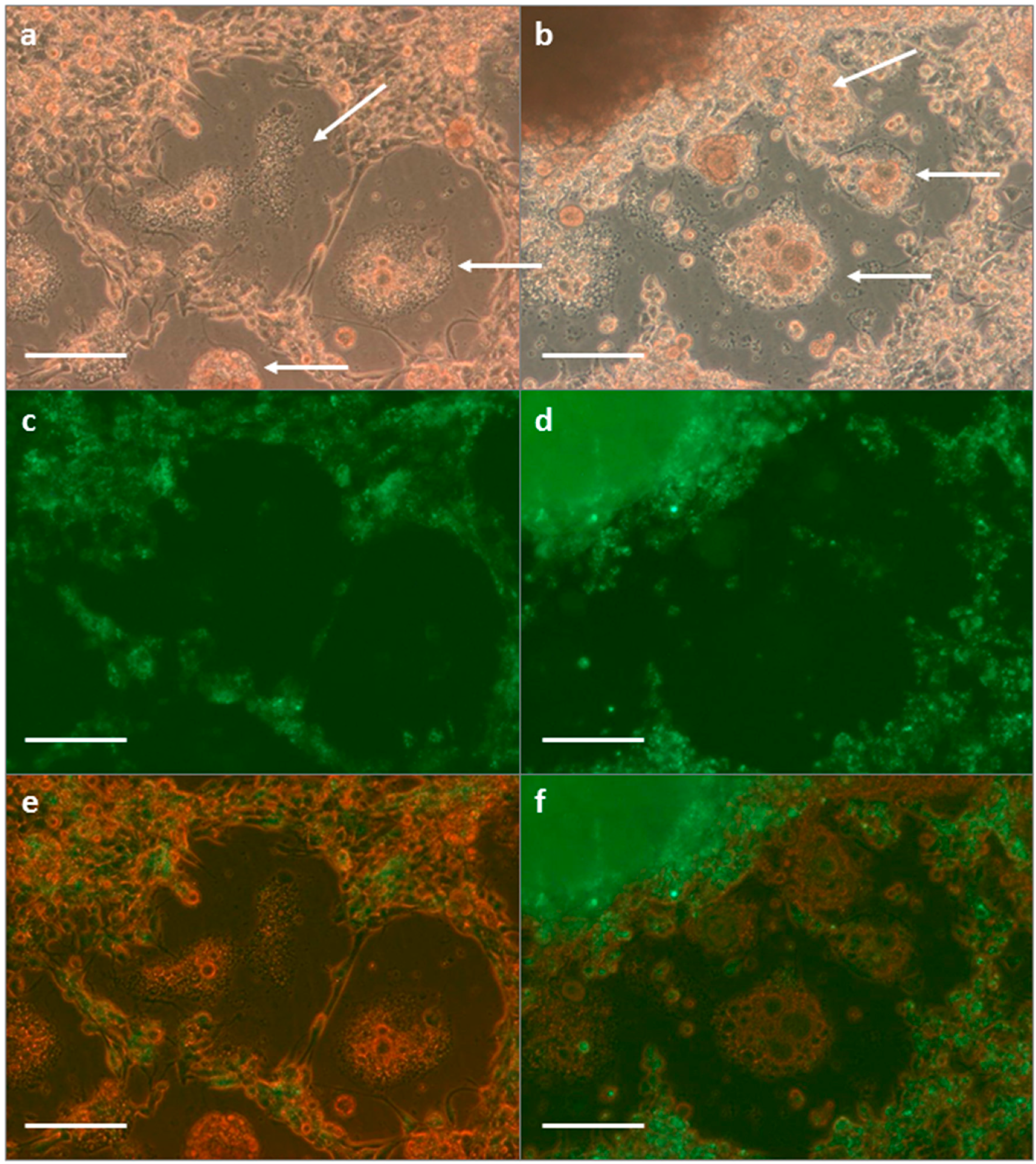 Vetsci 03 00028 g004
