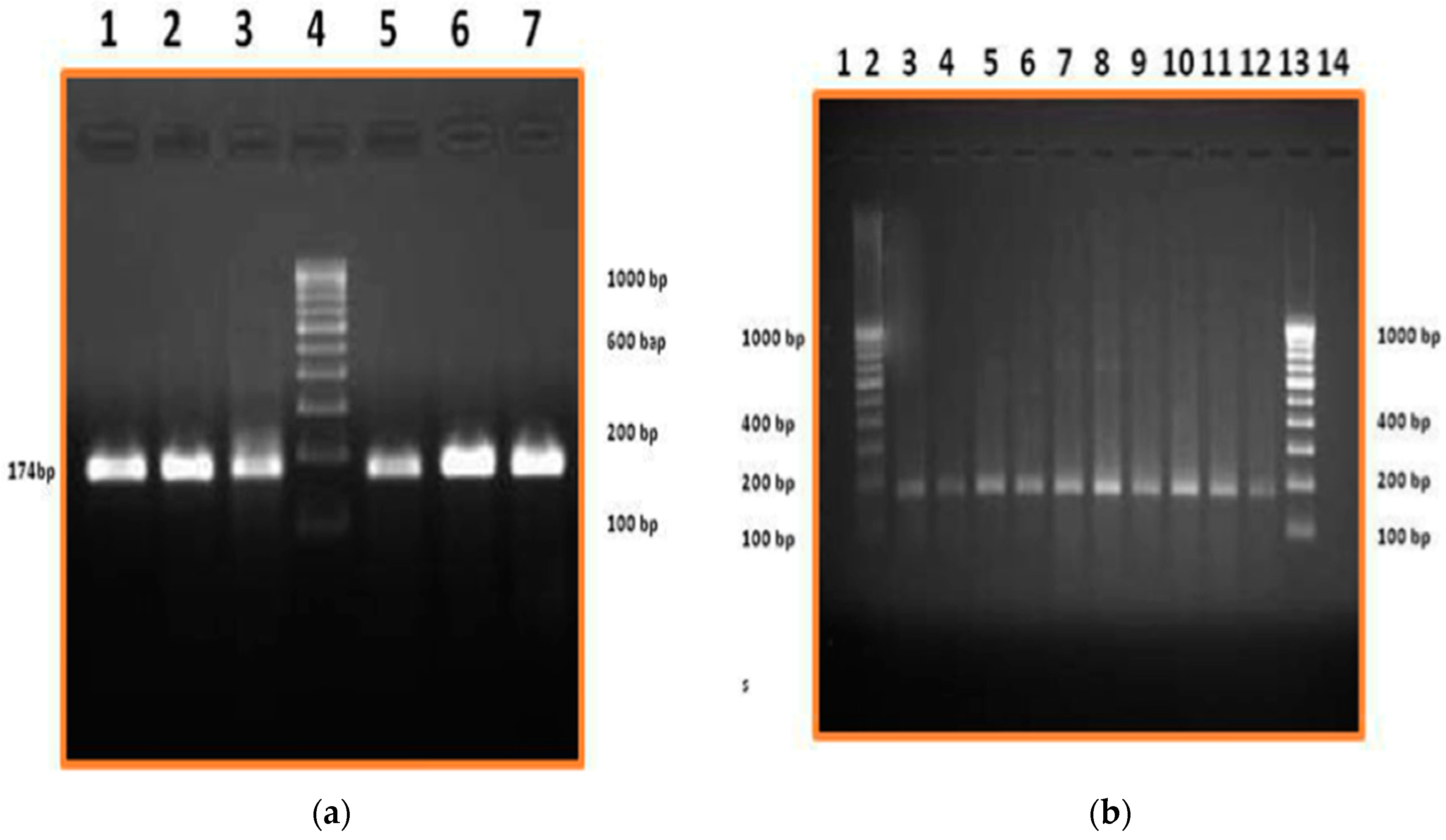 Vetsci 03 00029 g002