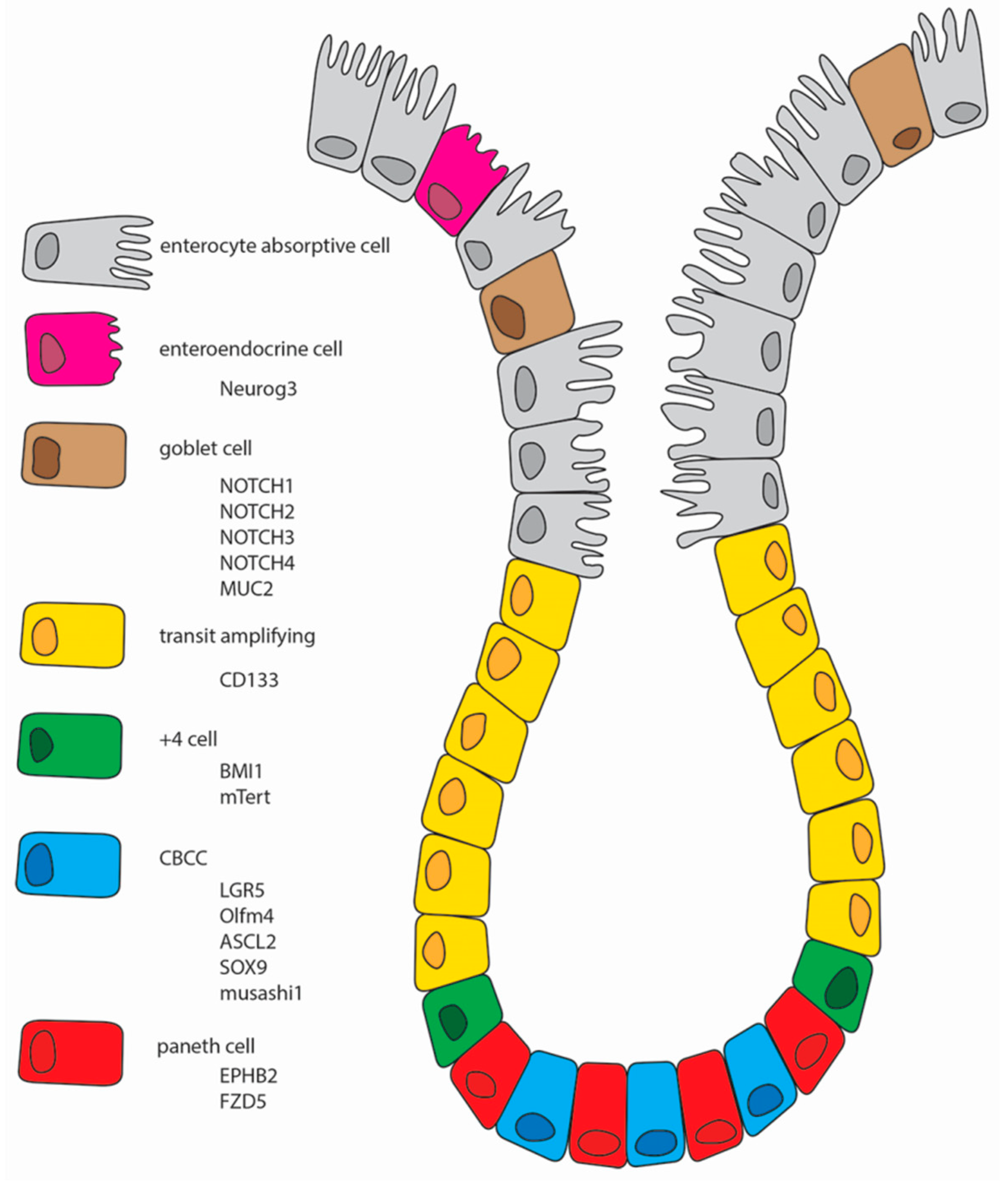 Vetsci 03 00031 g001