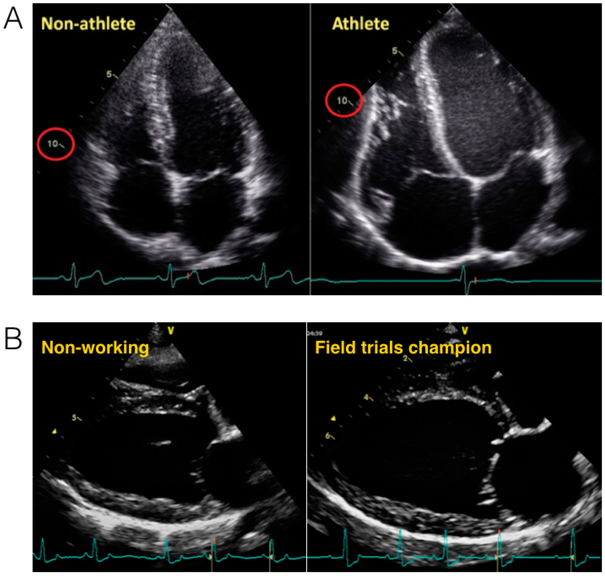 Vetsci 04 00009 g002