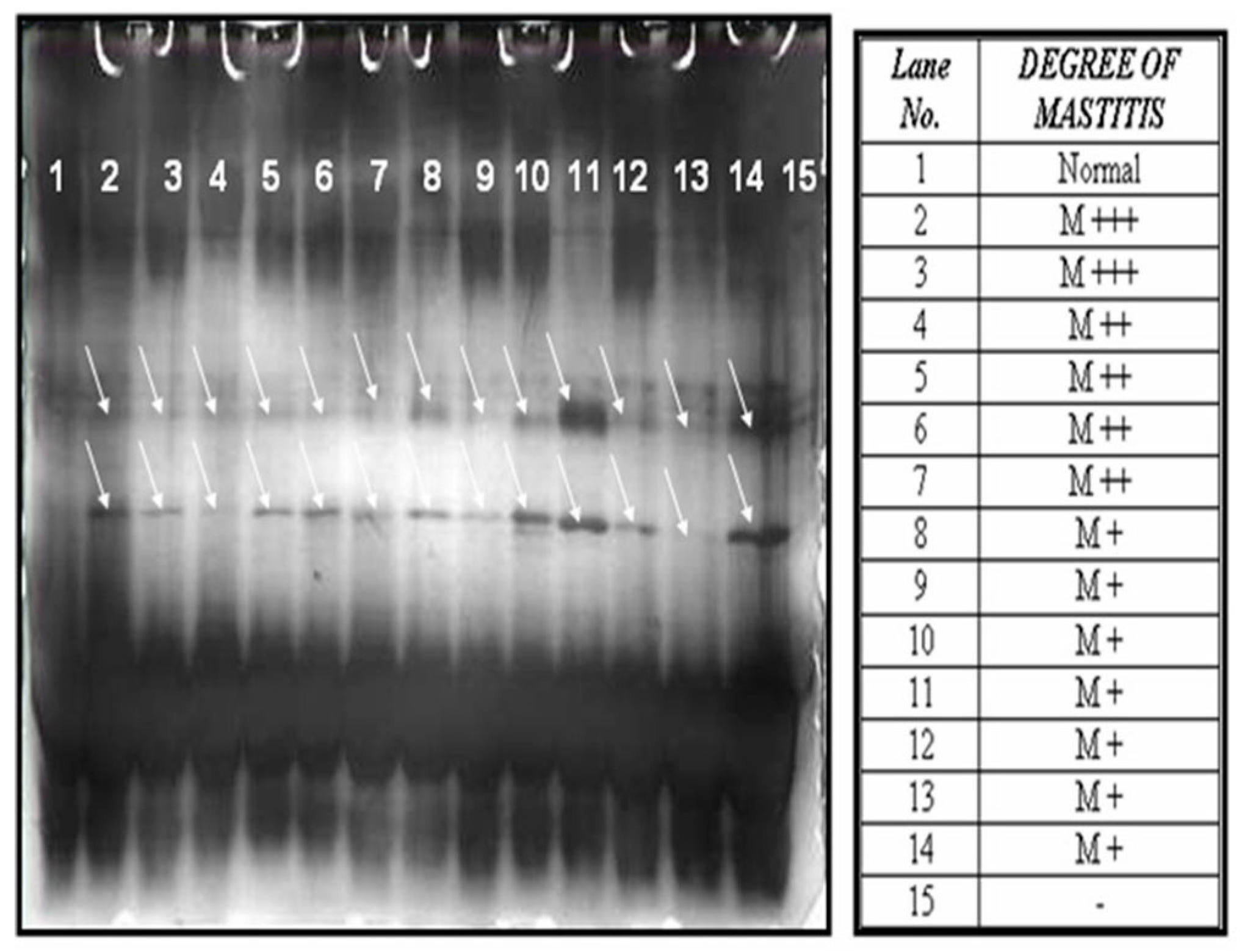 Vetsci 04 00013 g001