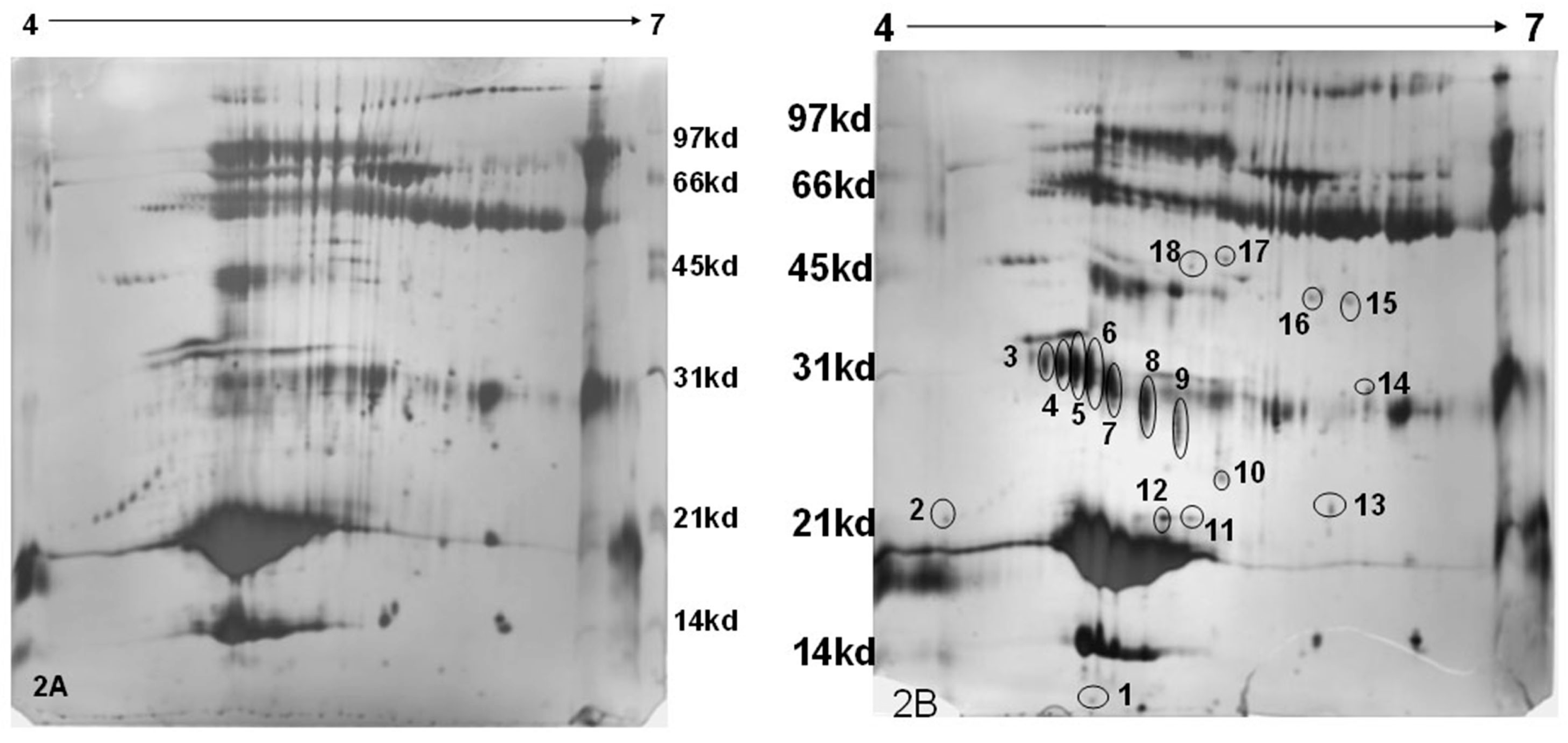 Vetsci 04 00013 g002