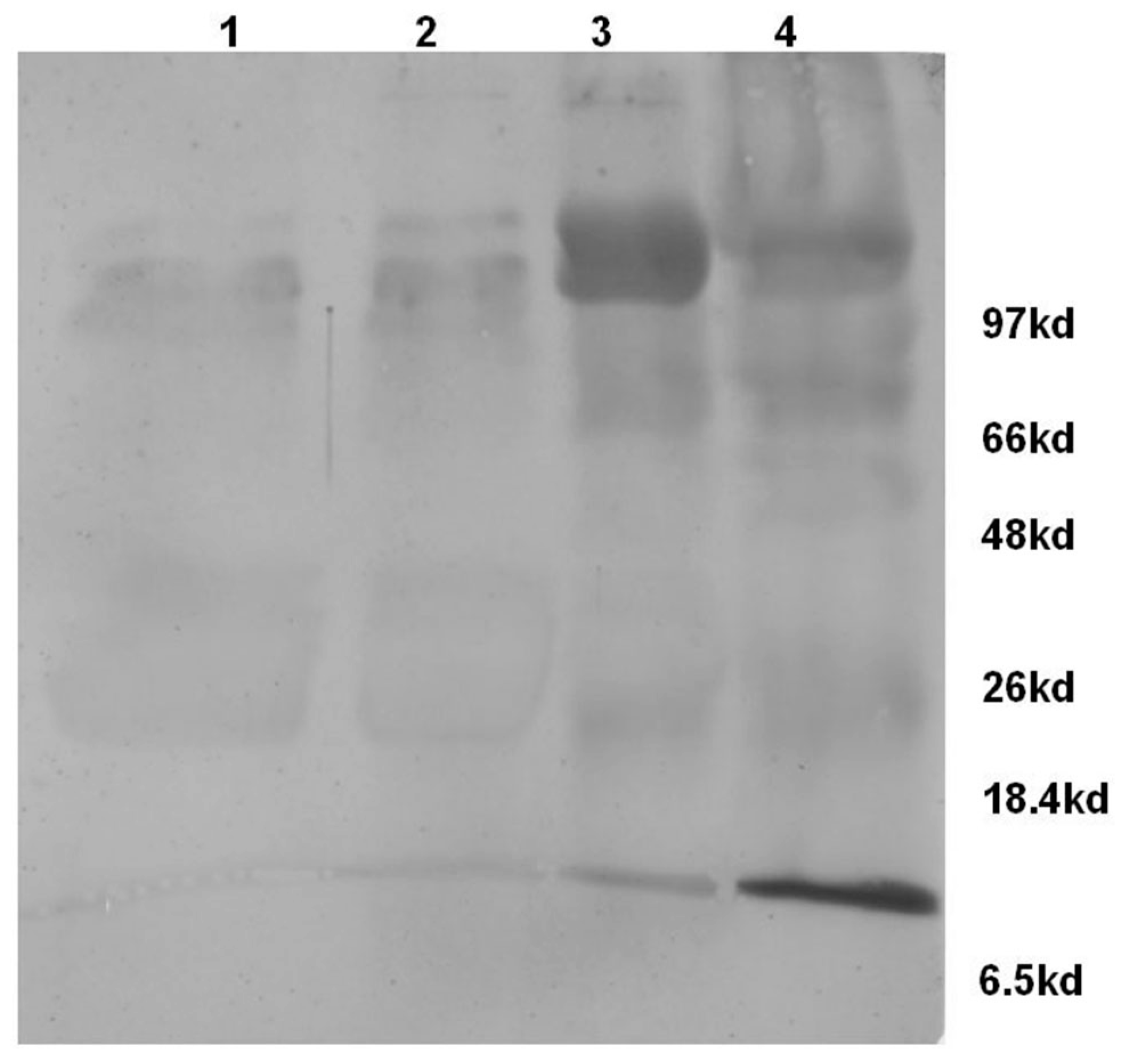 Vetsci 04 00013 g003