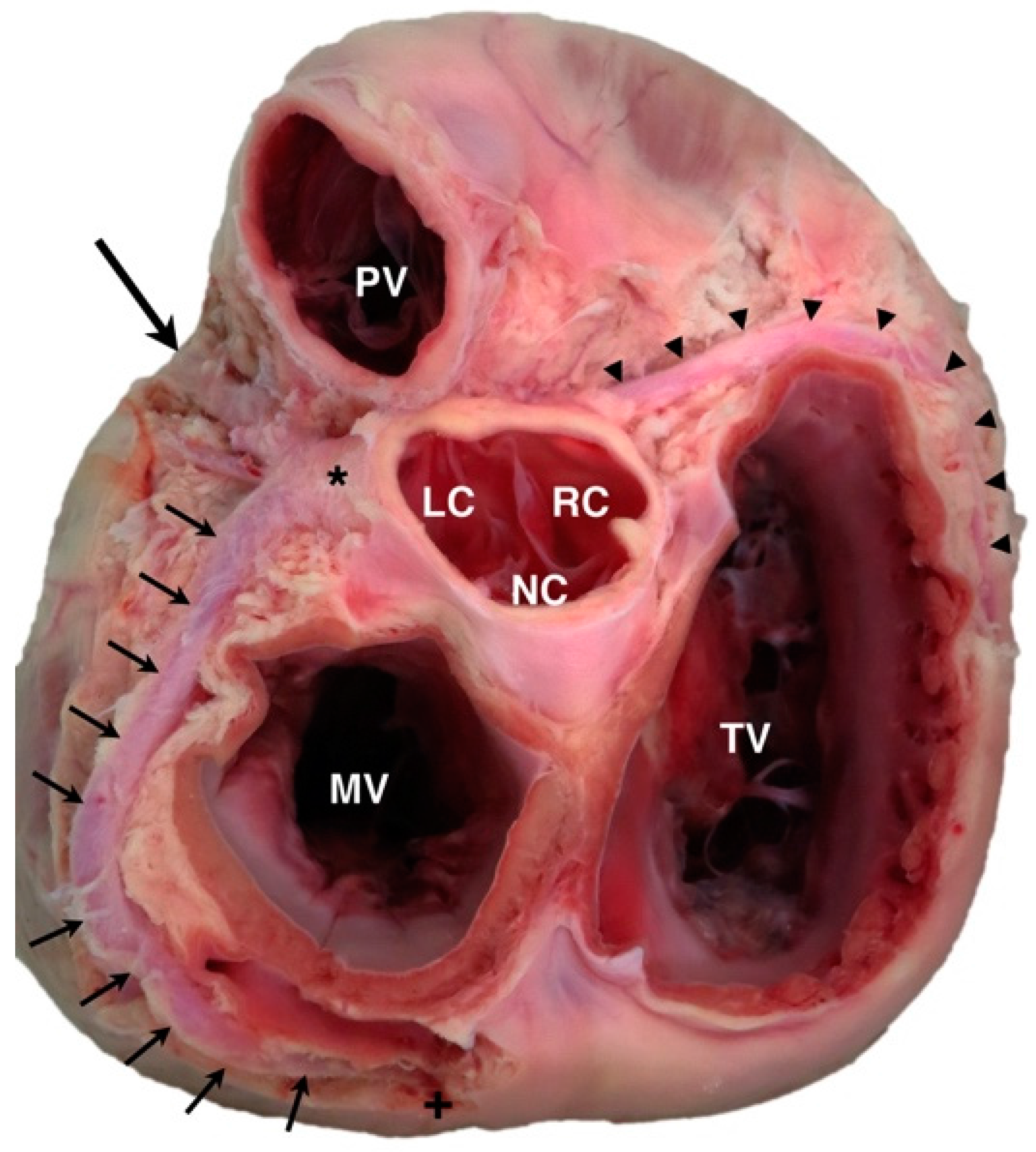 Vetsci 04 00020 g001