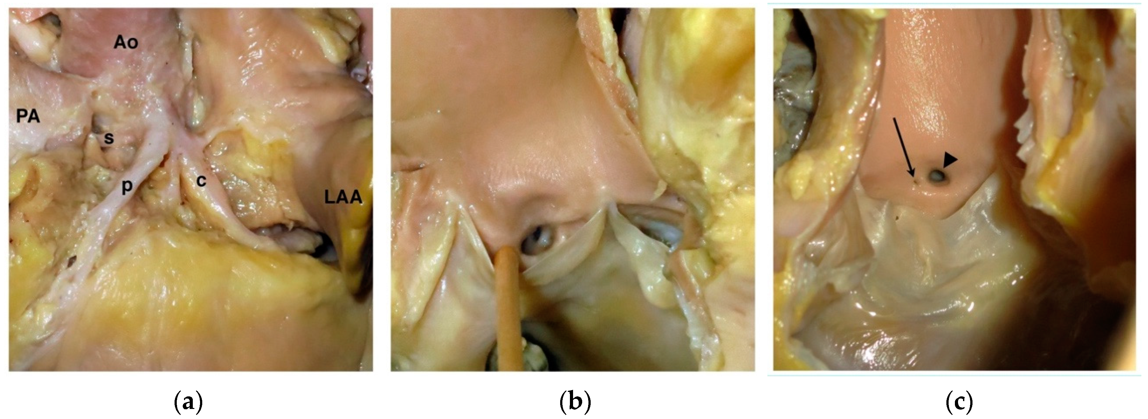 Vetsci 04 00020 g002