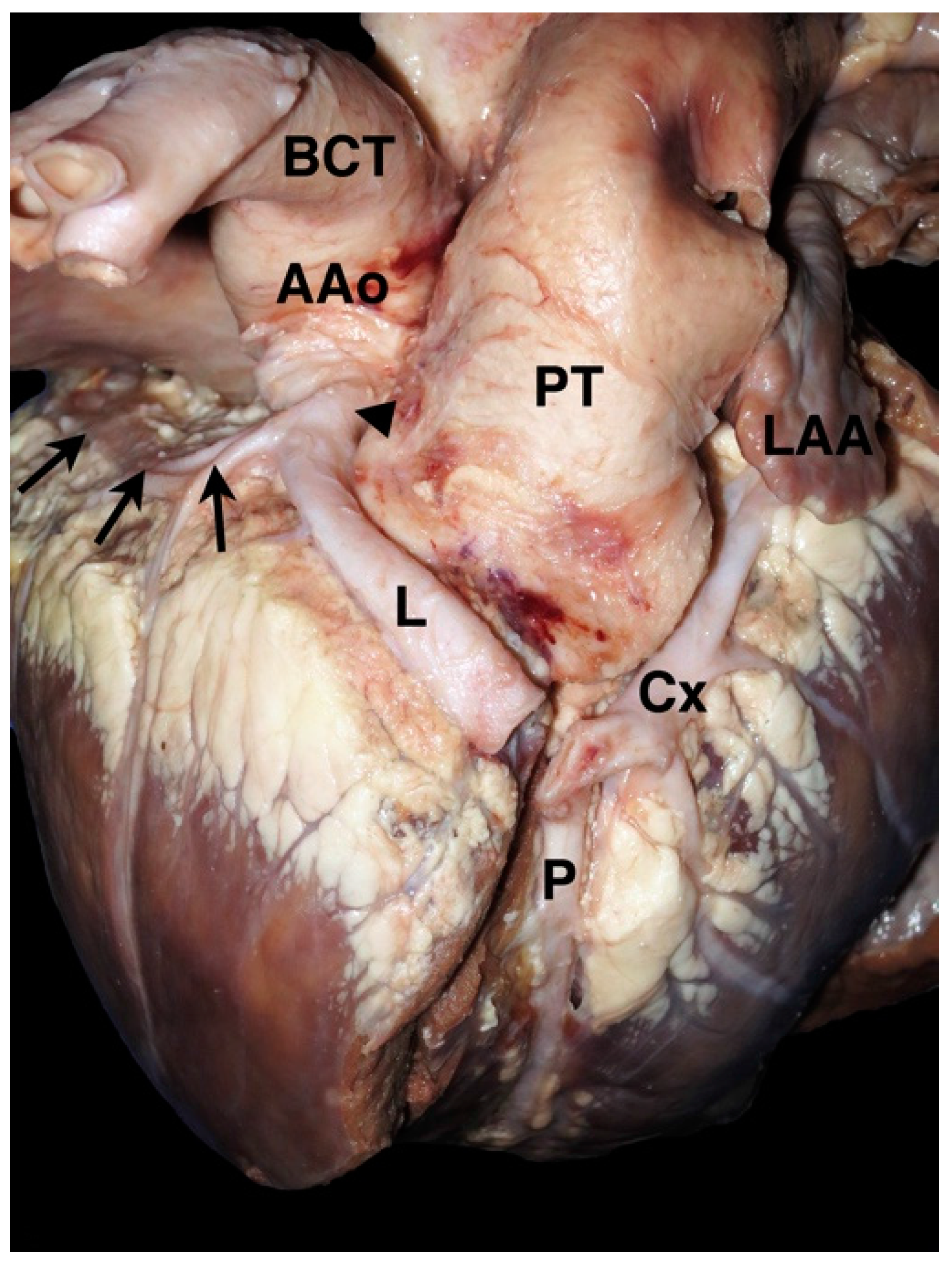 Vetsci 04 00020 g003