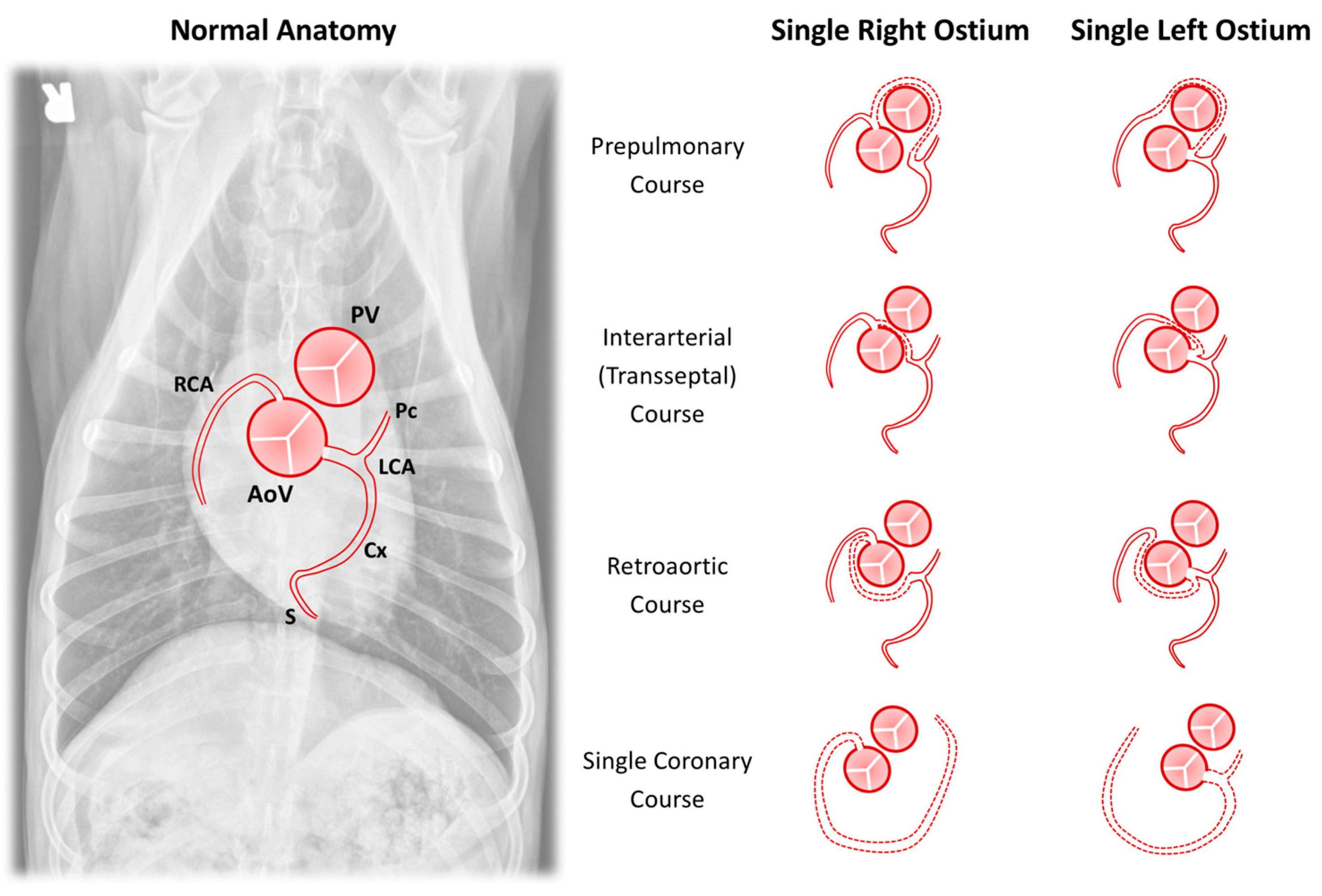 Vetsci 04 00020 g004