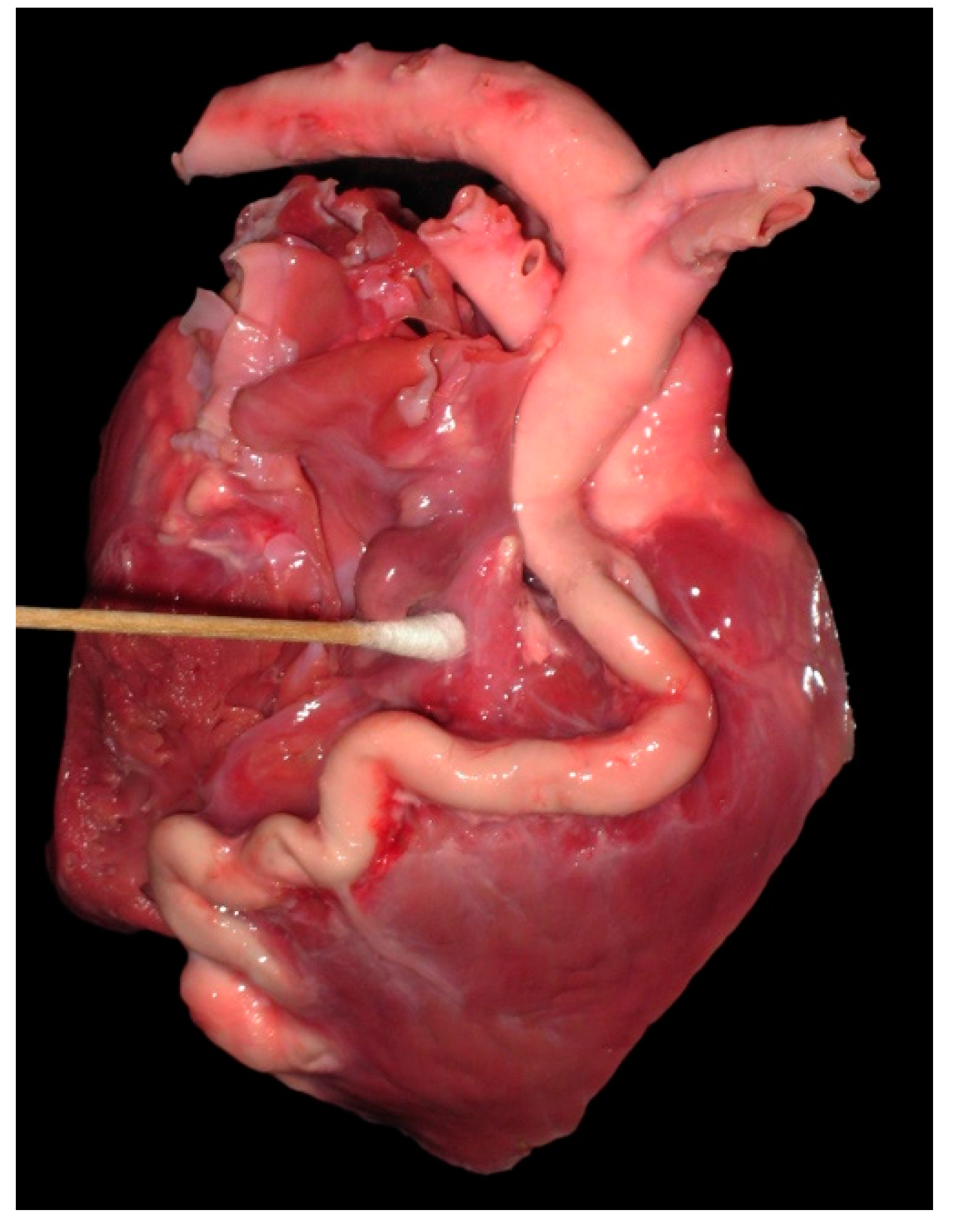 Vetsci 04 00020 g009