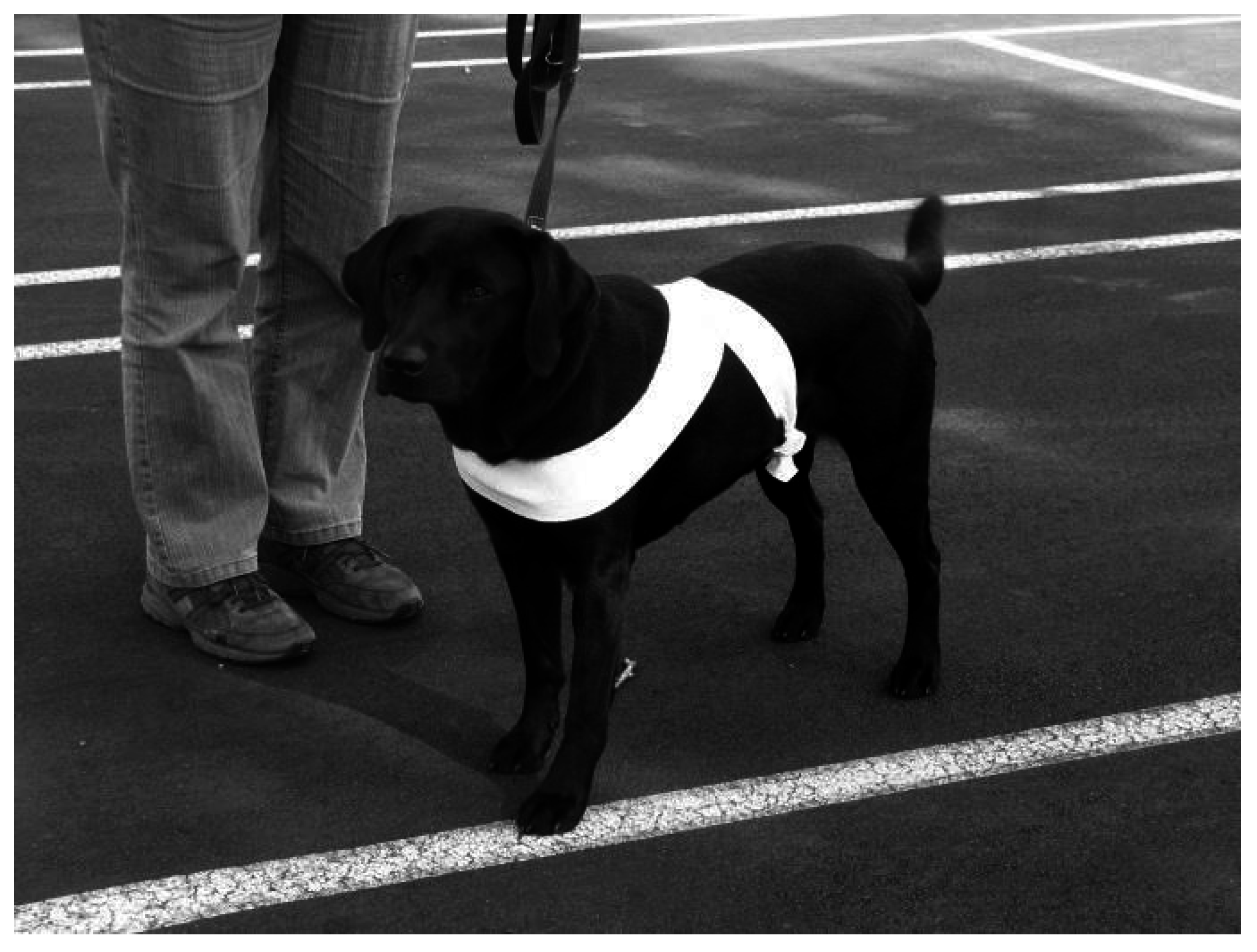 Vetsci 04 00022 g007 Vetsci 04 00022 g007