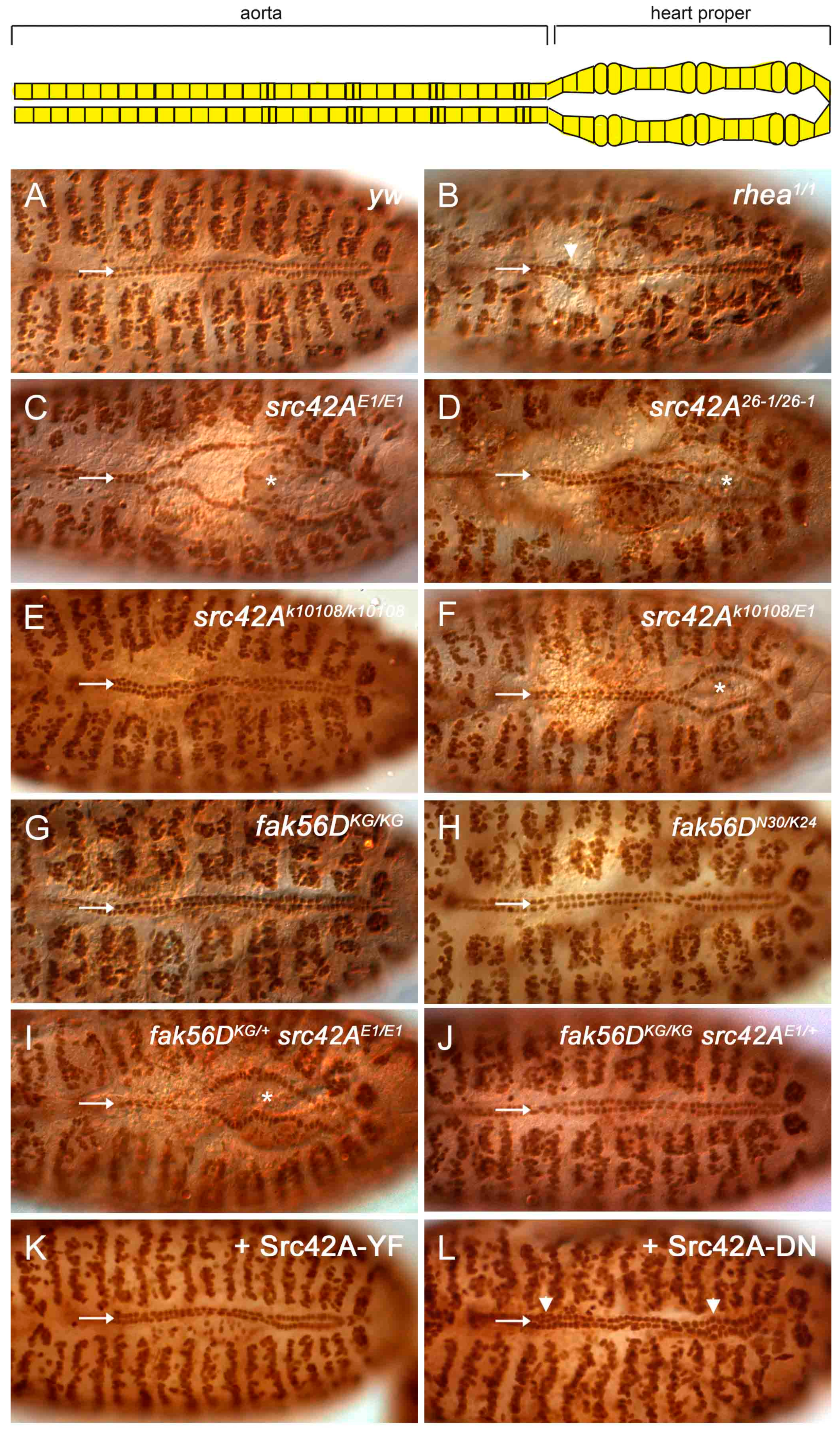 Vetsci 04 00023 g002