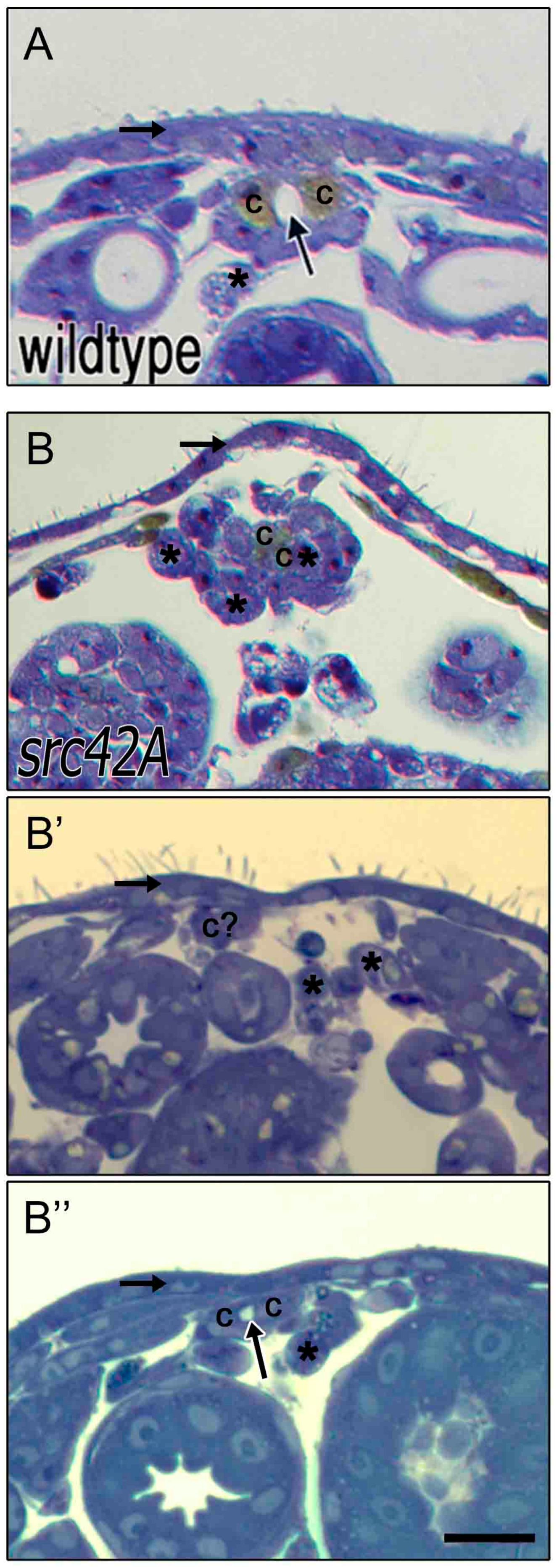 Vetsci 04 00023 g005