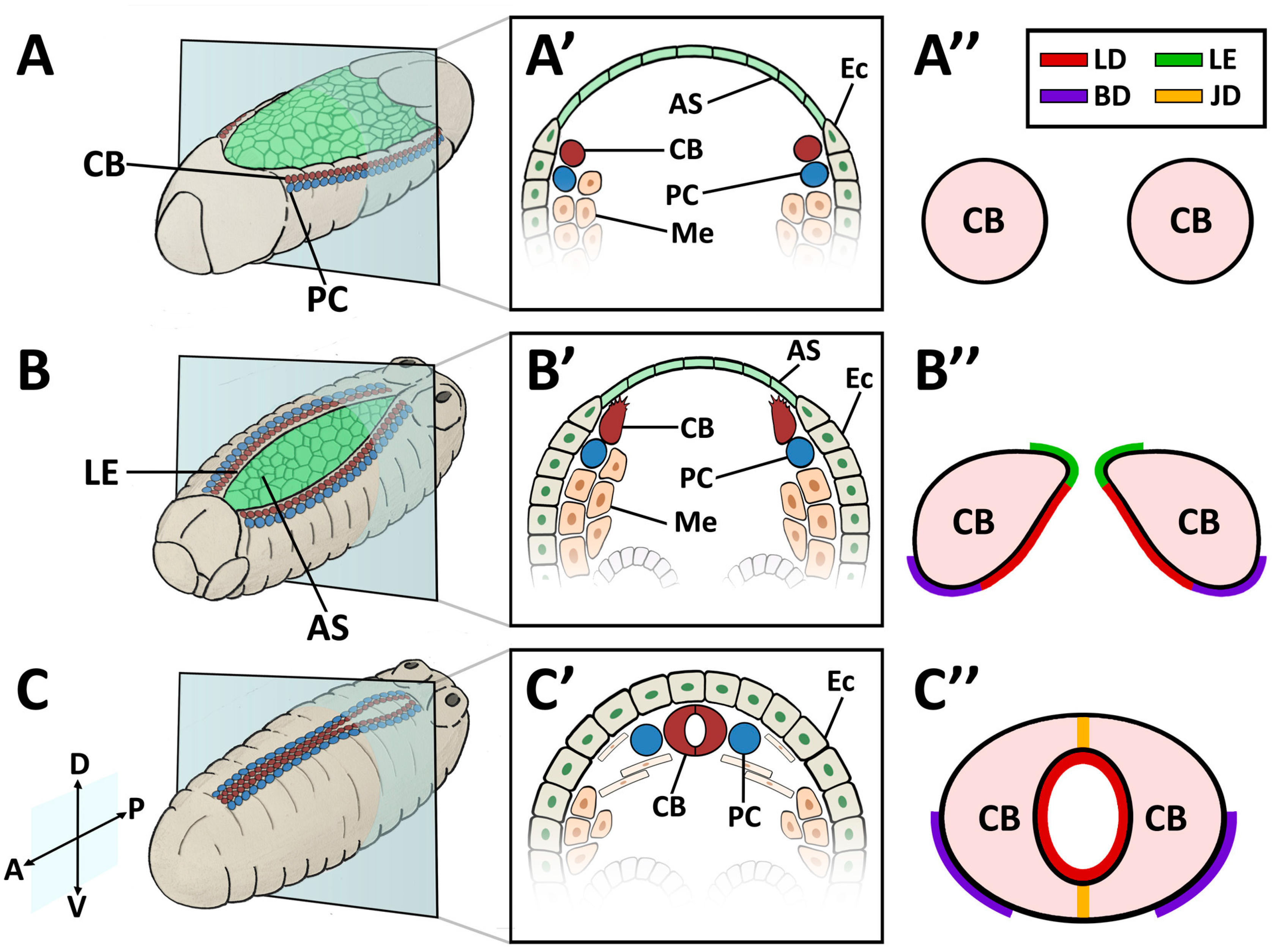 Vetsci 04 00024 g001