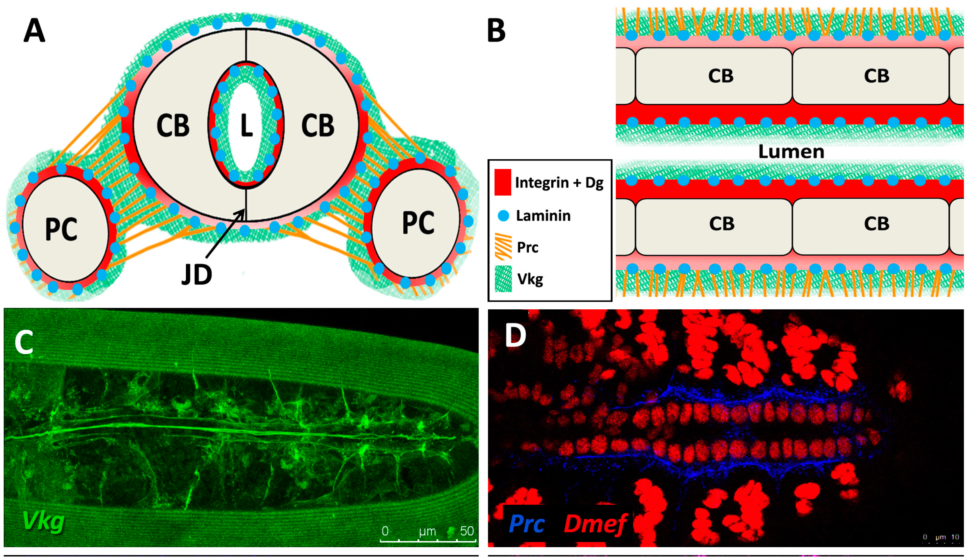Vetsci 04 00024 g003a