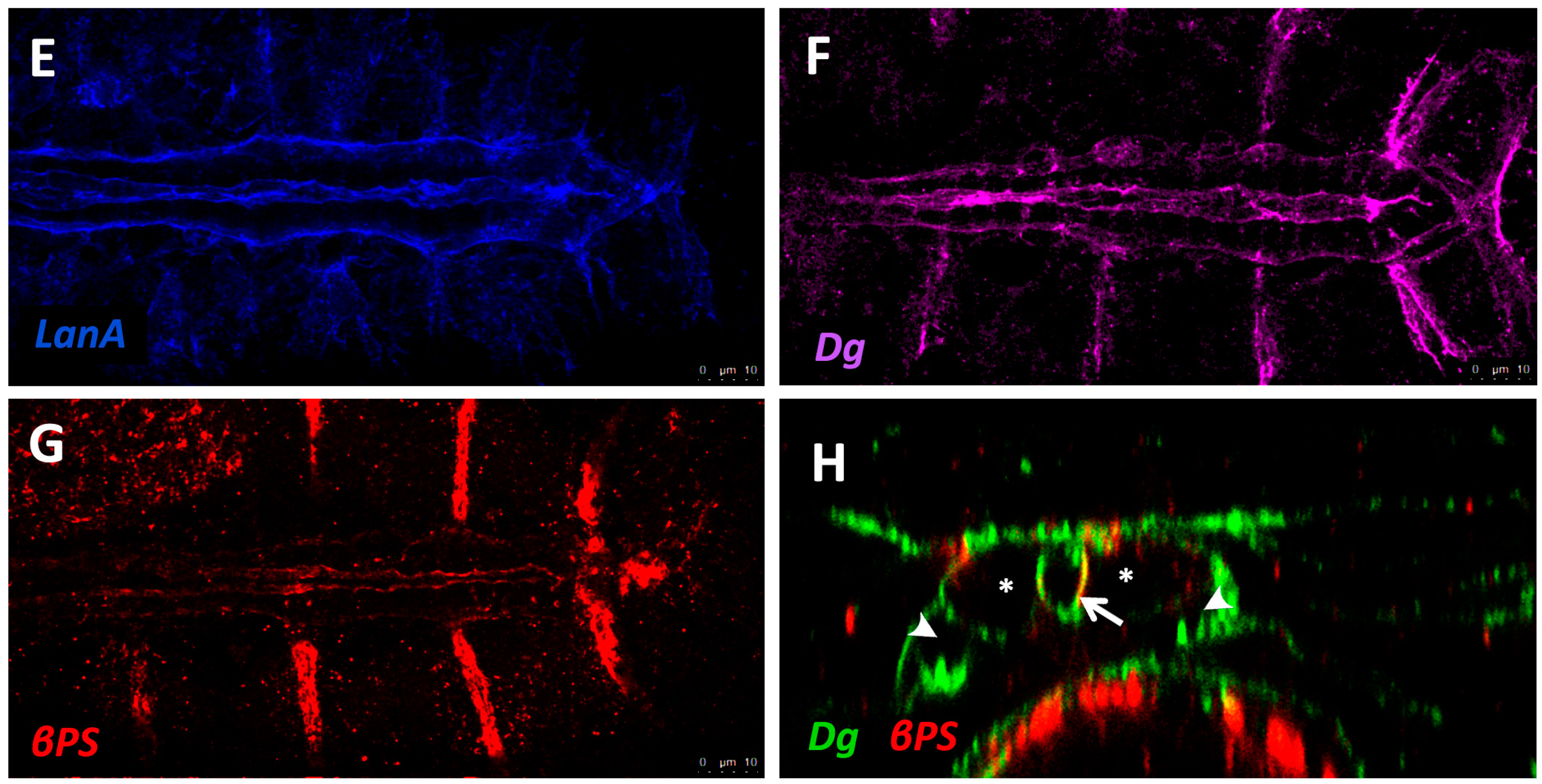 Vetsci 04 00024 g003b