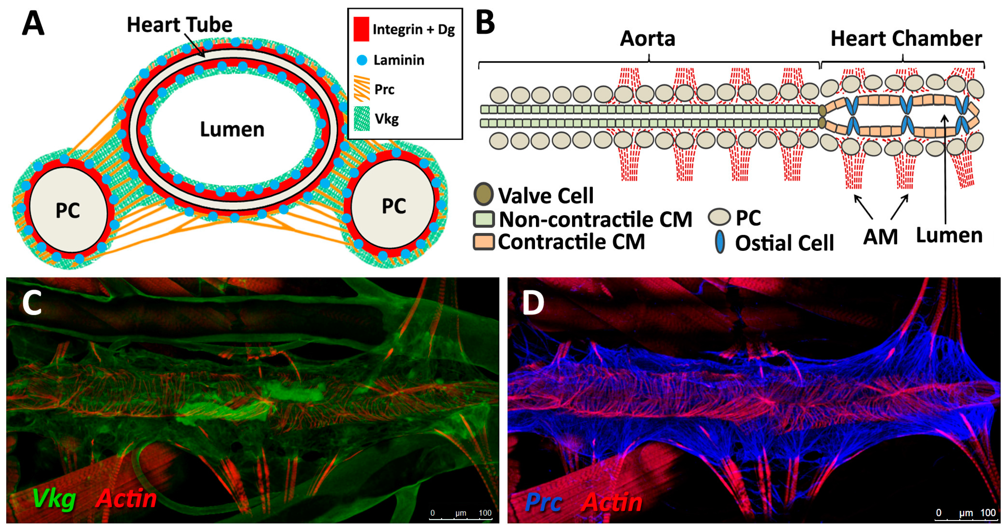 Vetsci 04 00024 g004a