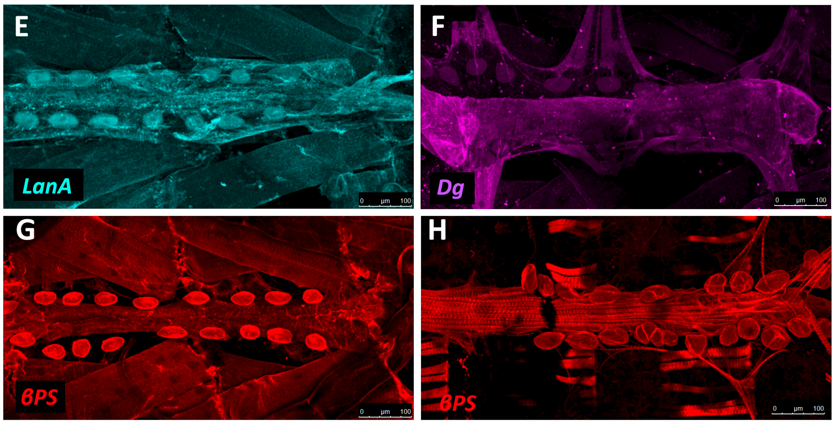 Vetsci 04 00024 g004b