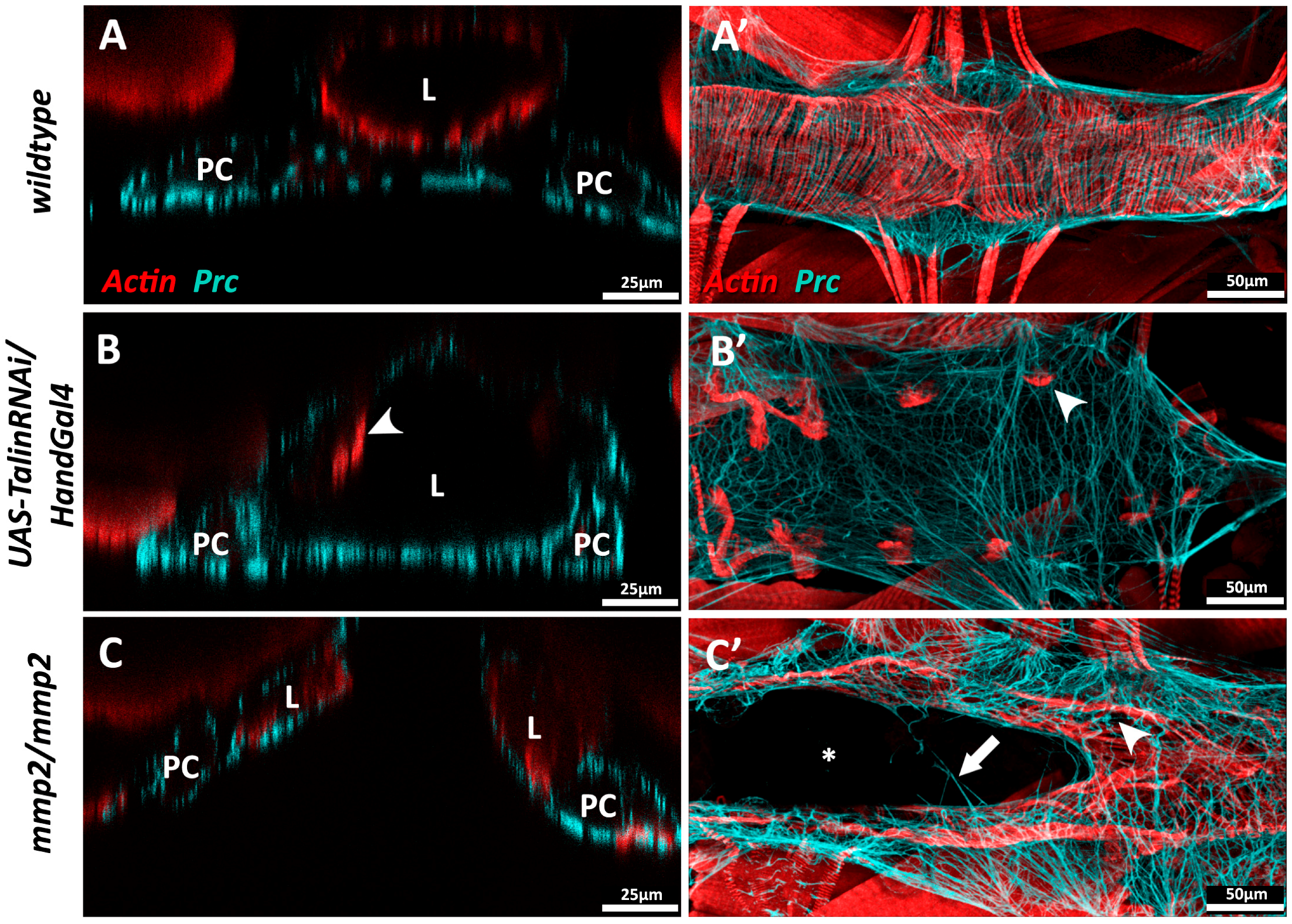 Vetsci 04 00024 g005