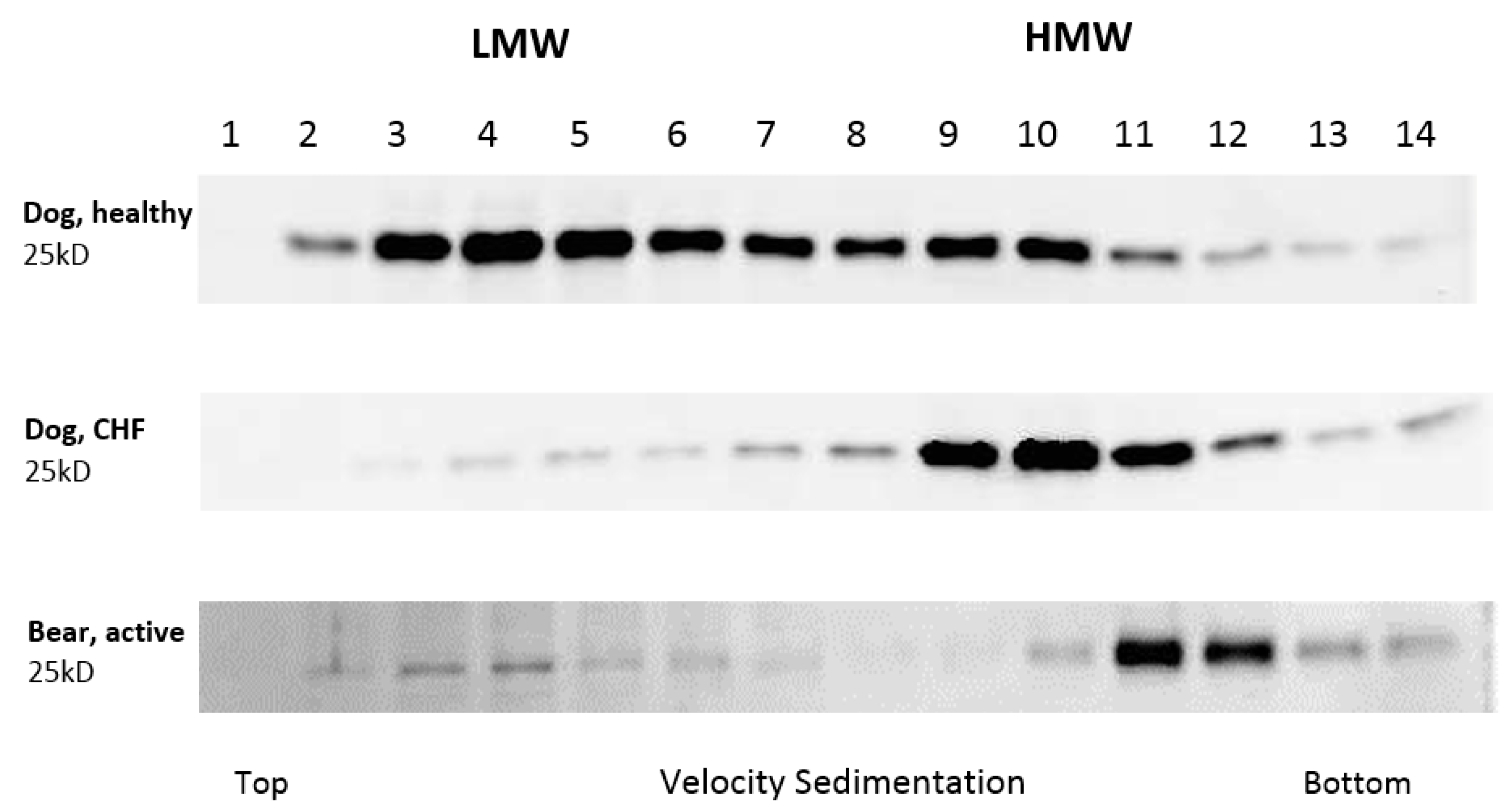 Vetsci 04 00035 g001