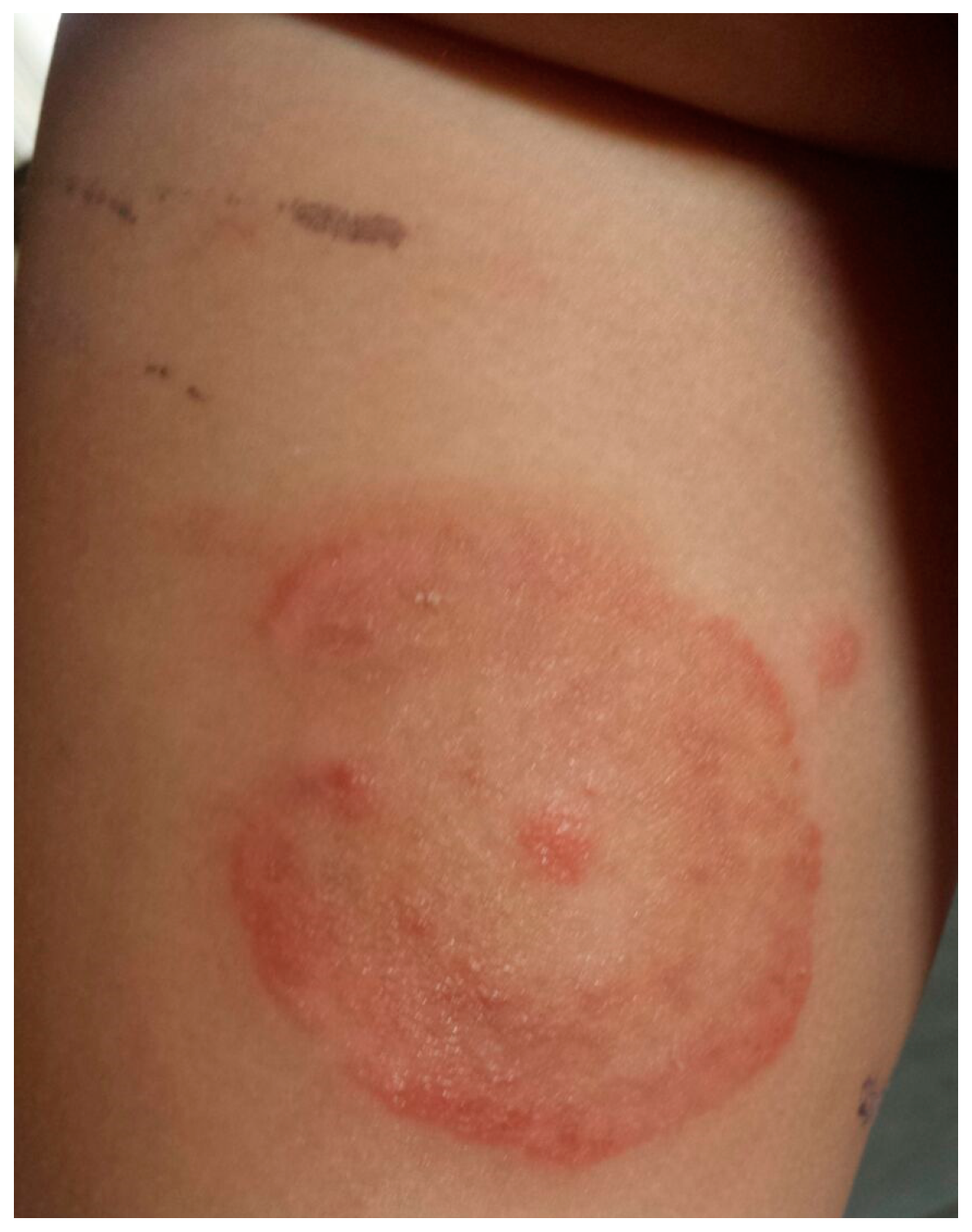 Vetsci 04 00046 g001