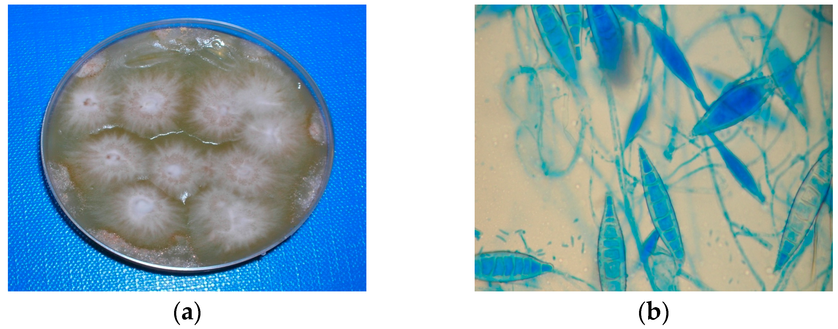 Vetsci 04 00046 g002