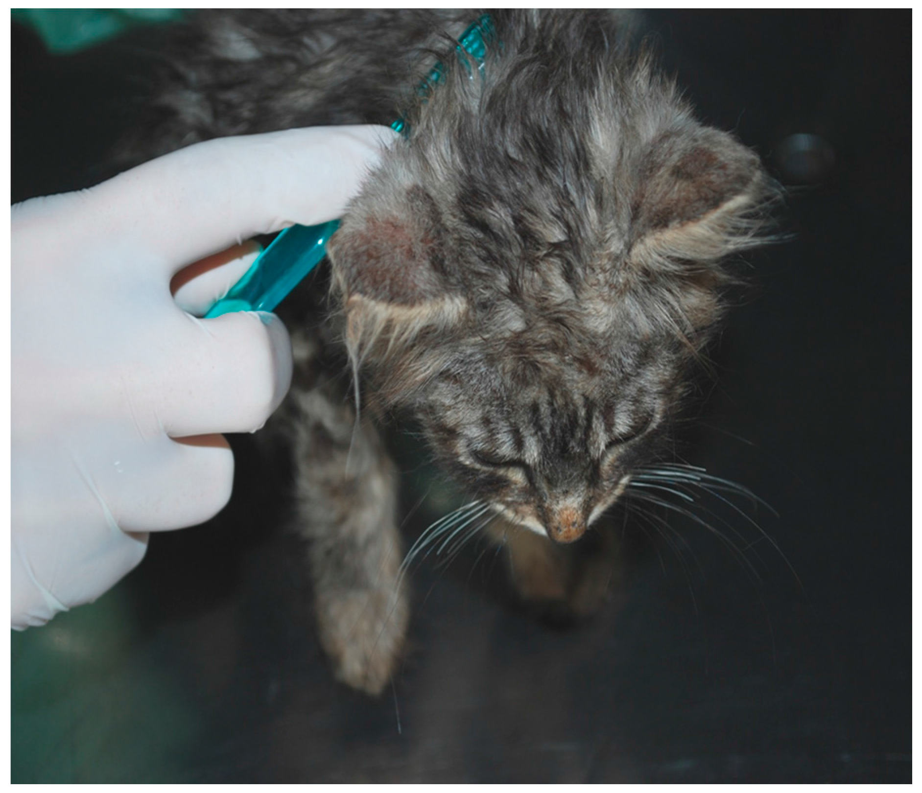 Vetsci 04 00046 g003