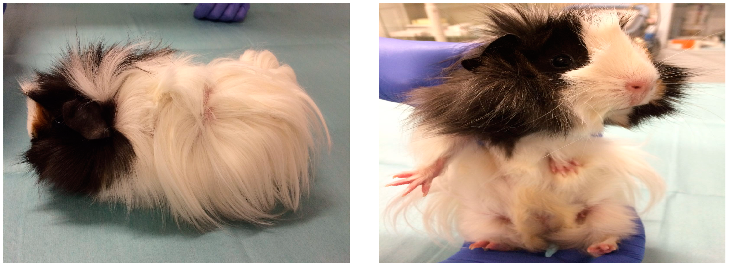 Vetsci 04 00046 g005