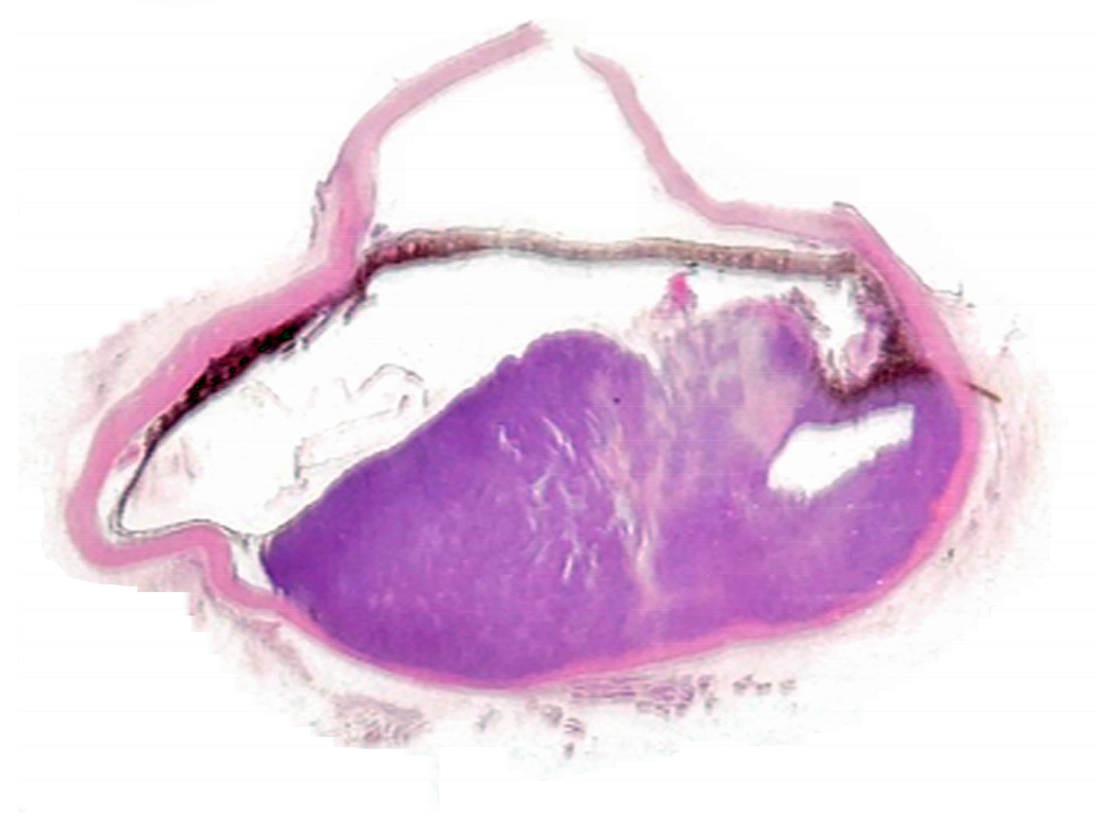 Vetsci 05 00009 g002 Vetsci 05 00009 g002